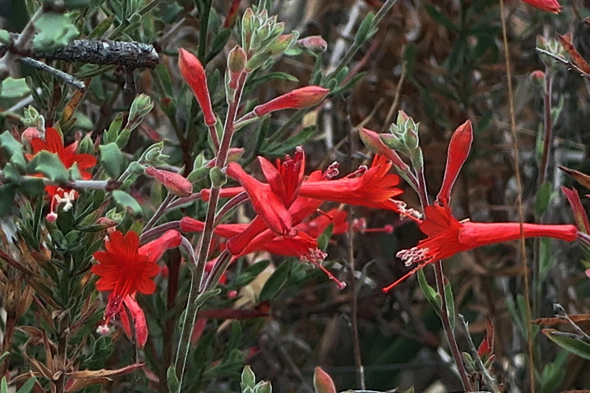 California Fuchsia: Hummingbird Magnet for SC Gardens