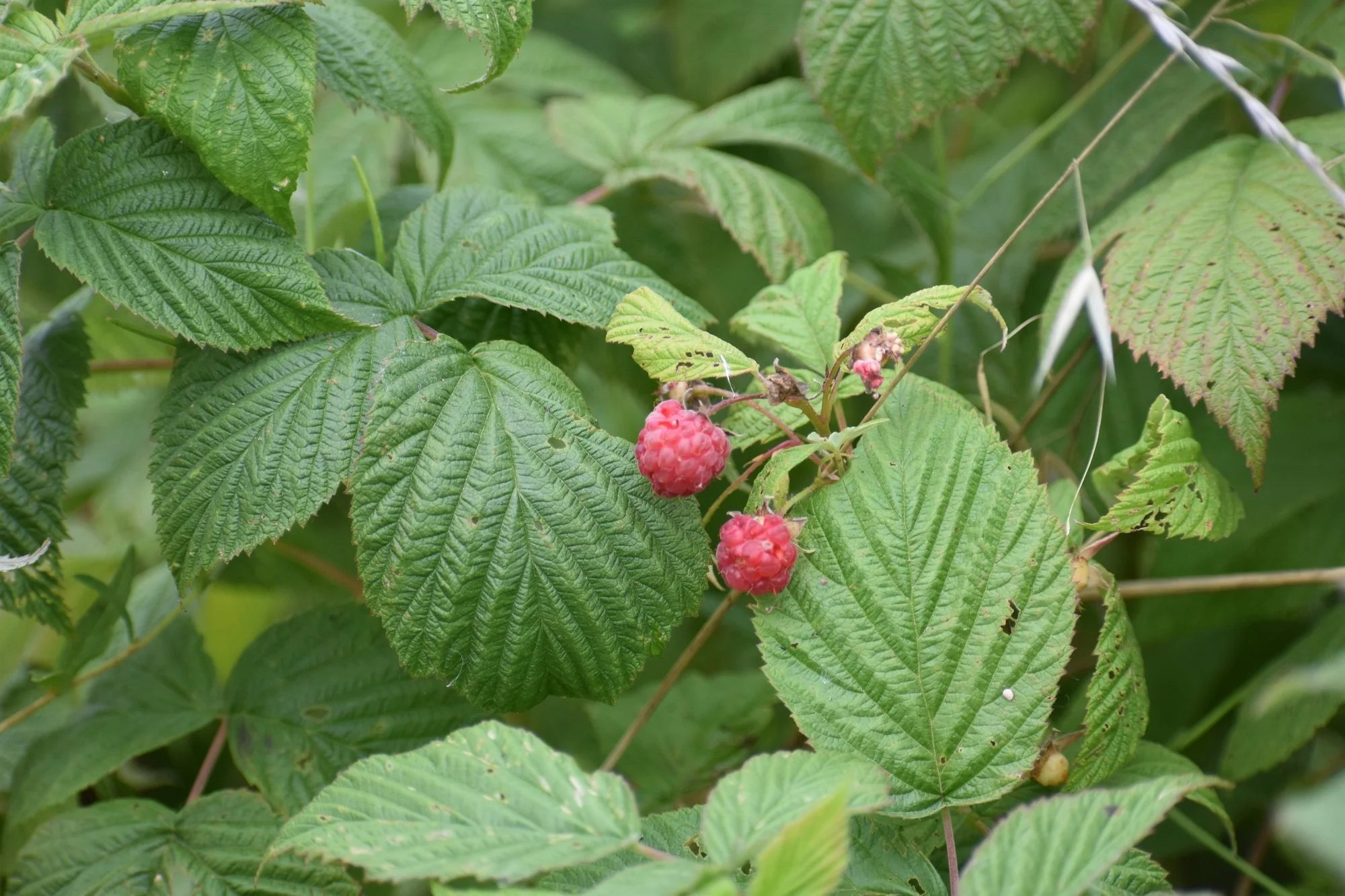 Best Berries to Grow in Santa Cruz County: 5 Top Picks for Coastal Gardens