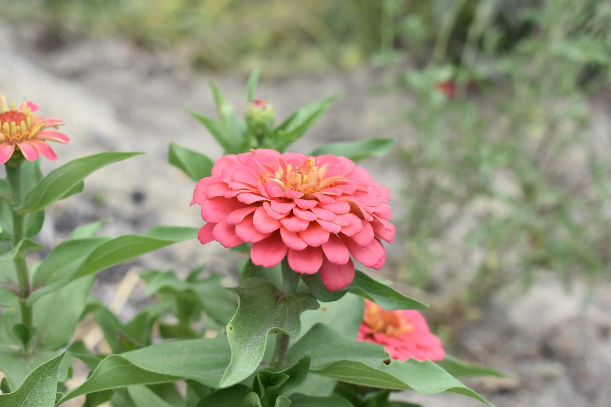 Growing Cut Flowers from Seed in Santa Cruz County