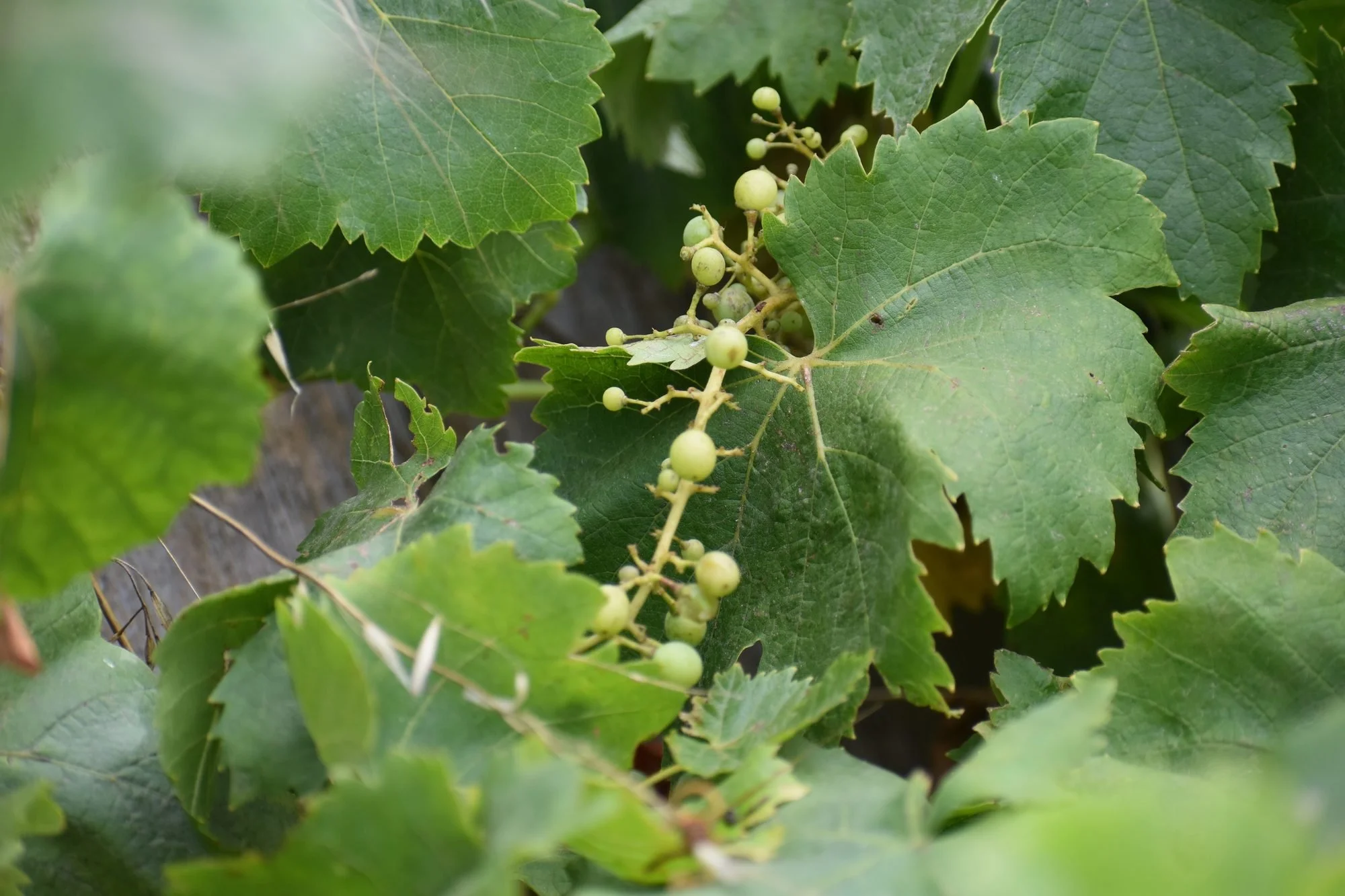 Grapevine Growth Stages: The Year-by-Year Life Cycle