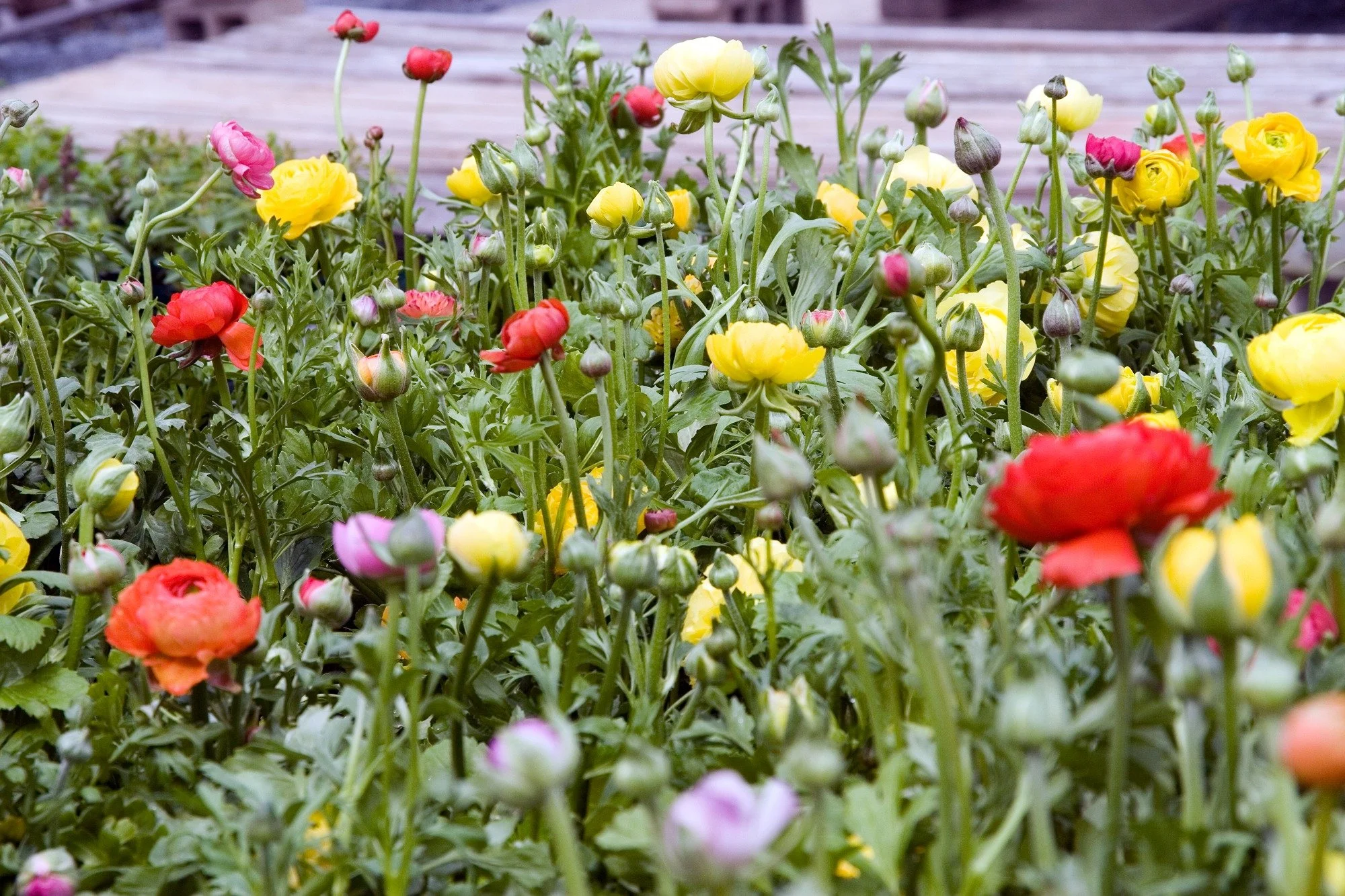 Growing Ranunculus in the Pajaro Valley