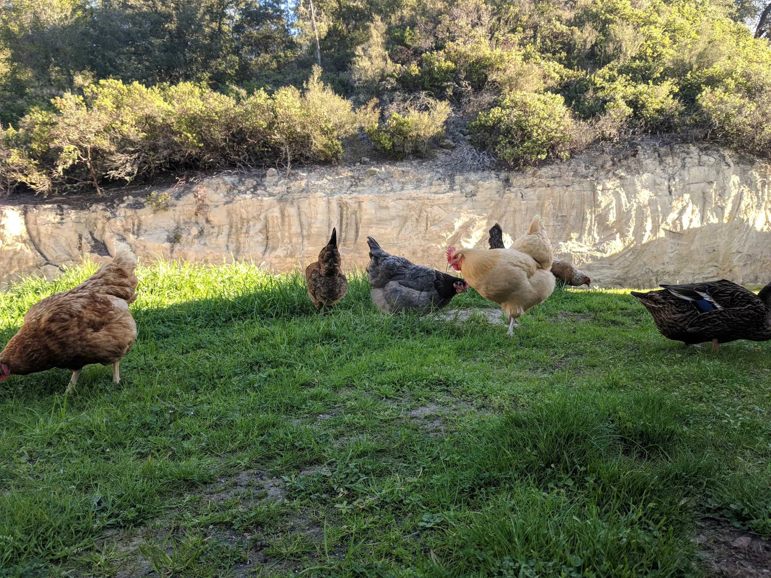 Standard or Bantam Chickens for a Small Backyard?