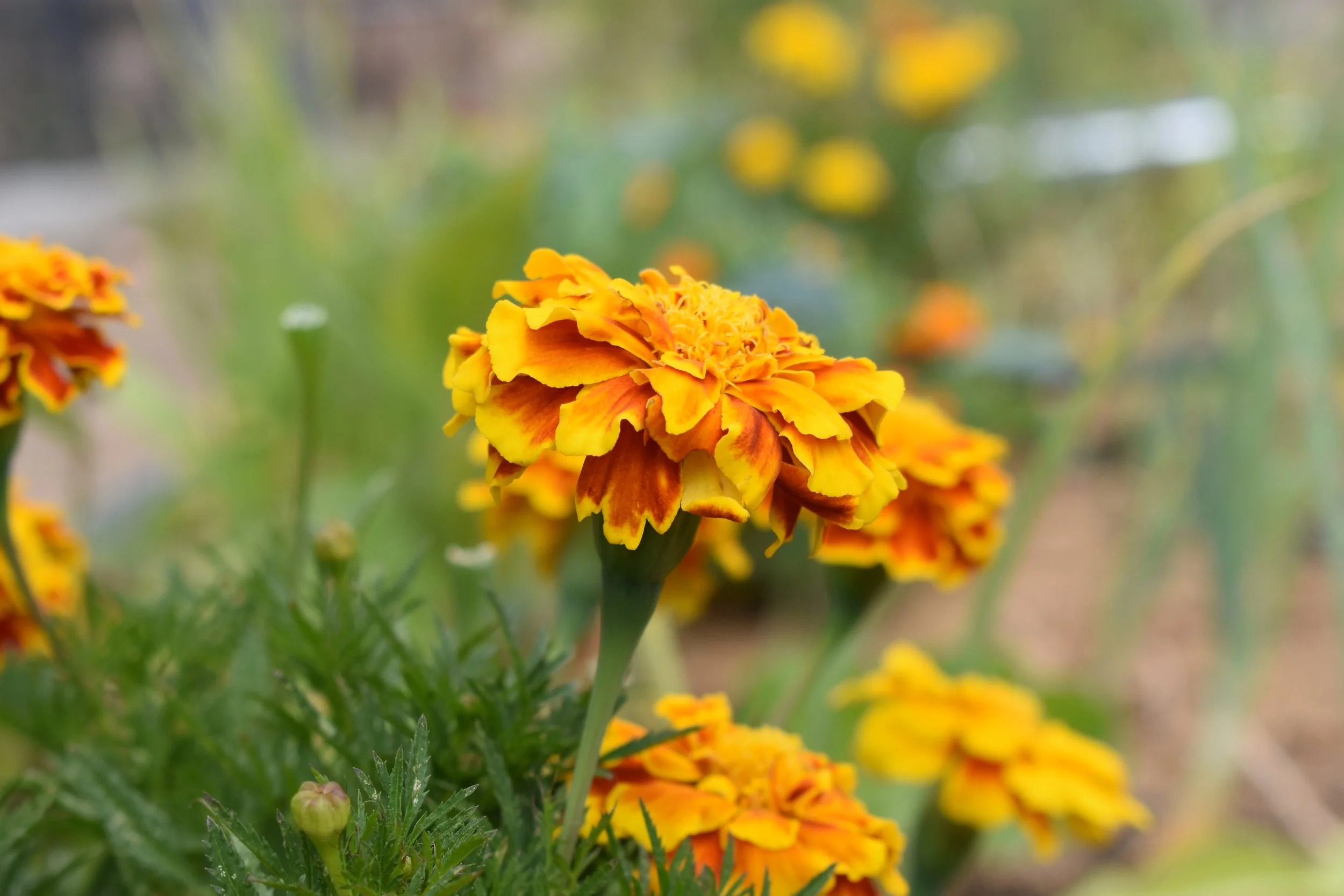 Garden Myth Buster