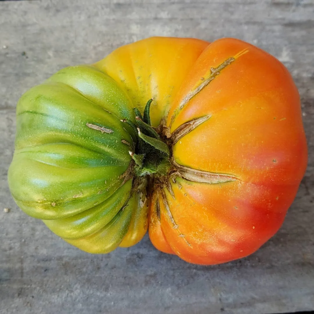 Growing Pineapple Tomatoes in Santa Cruz County: A Beefsteak Worth the Challenge