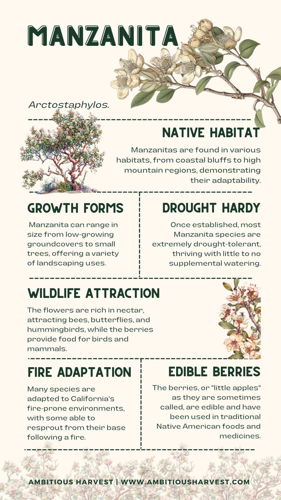 Manzanita Facts Infographic.png