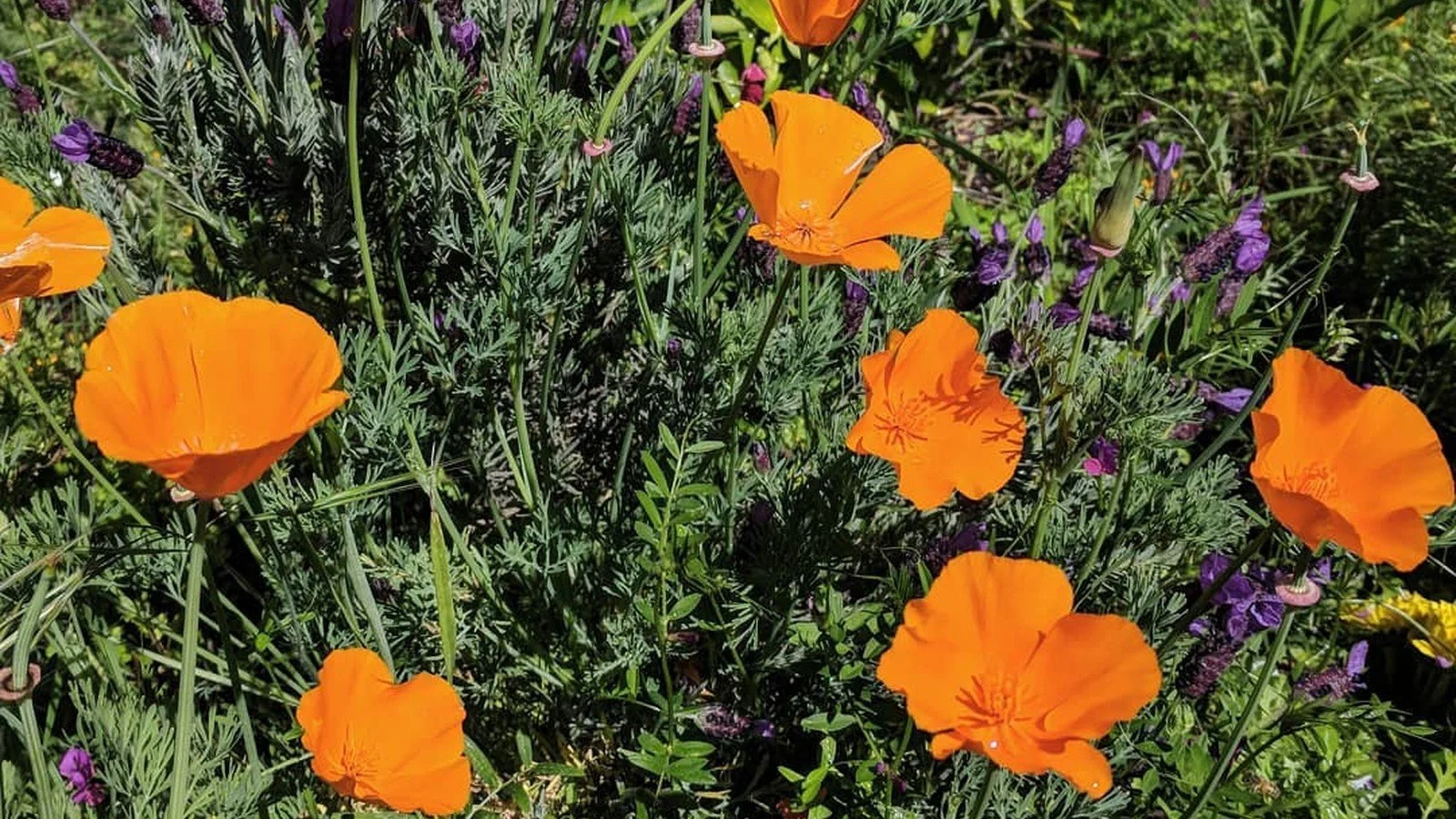 California Natives vs. Mediterranean Plants Compared