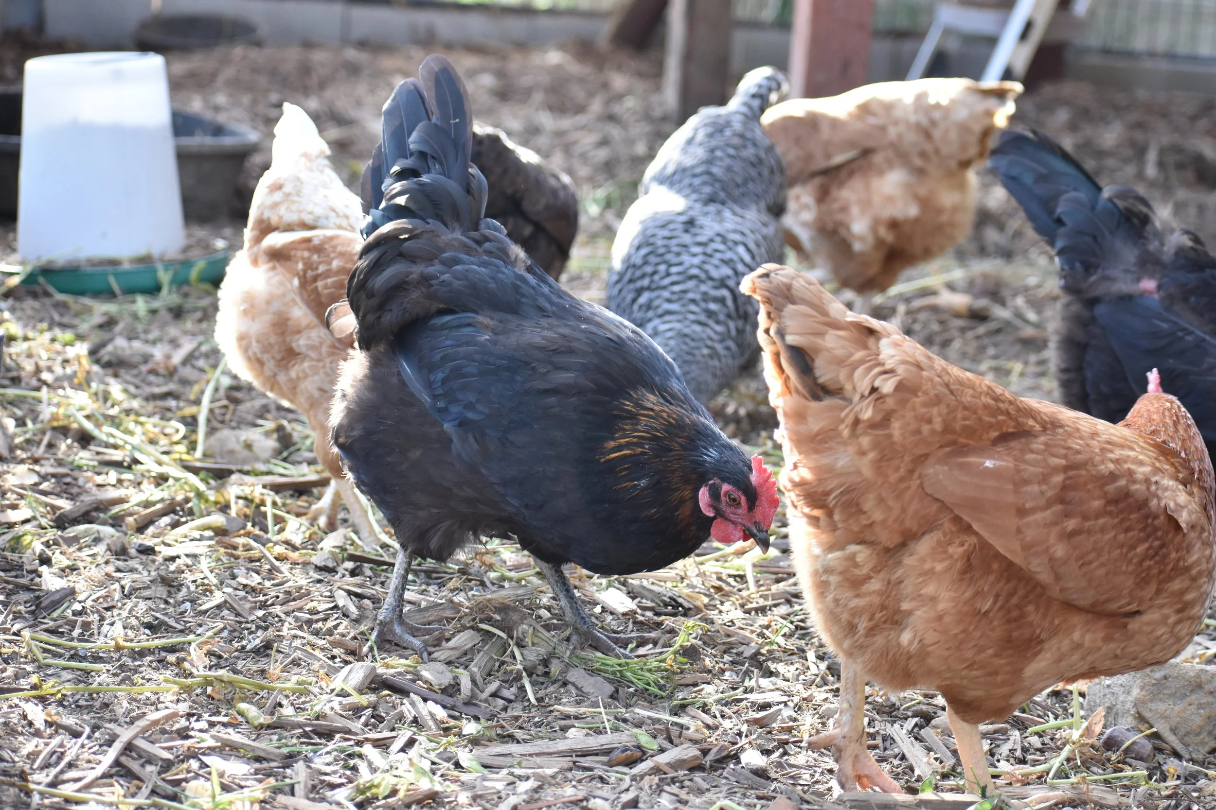Best Chicken Breeds for the Santa Cruz Fog Belt