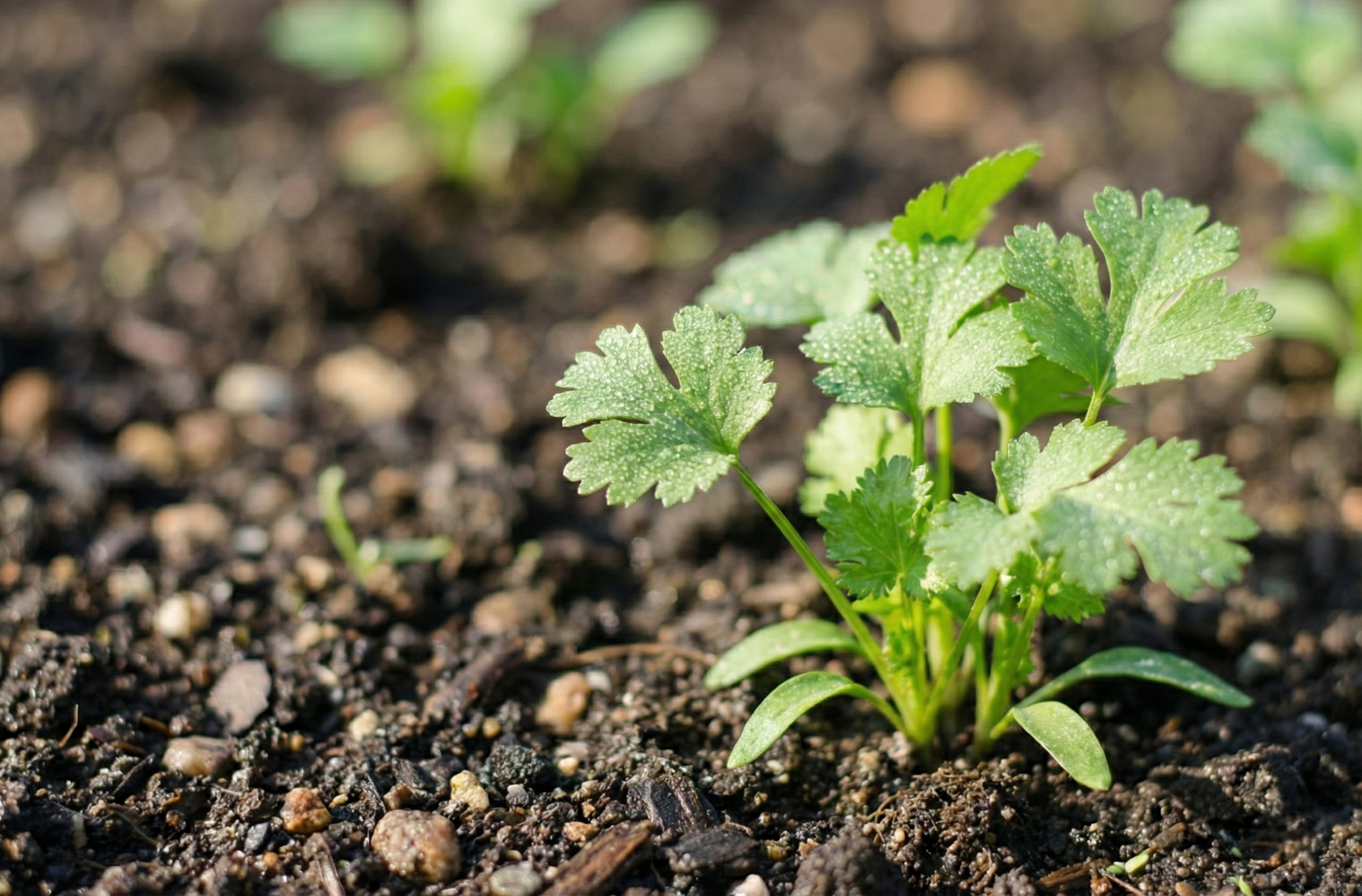 Cilantro growing in Boulder Creek garden