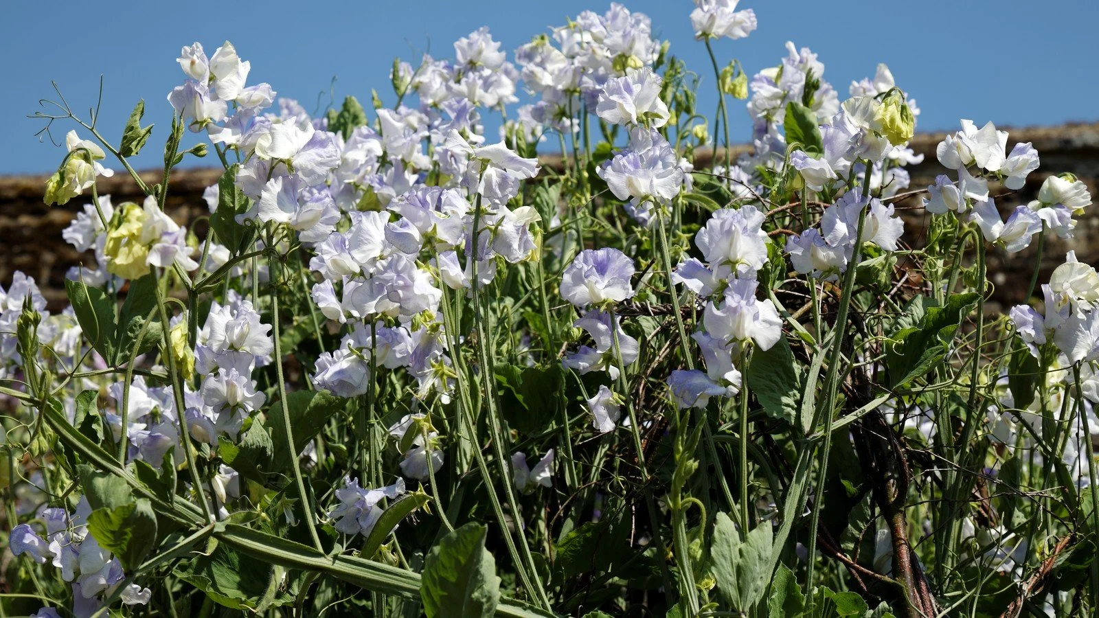 Growing Sweet Peas in Santa Cruz County: Fragrant Favorites for Cool Season Bouquets