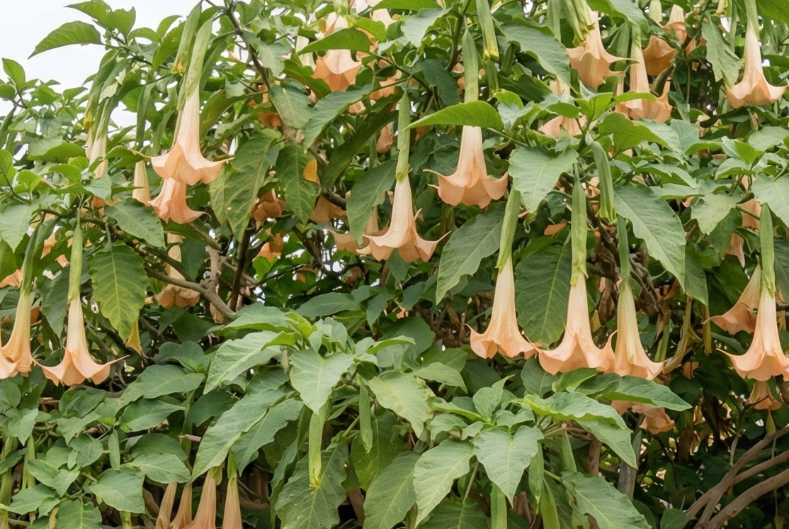 Angels Trumpet in Santa Cruz yard