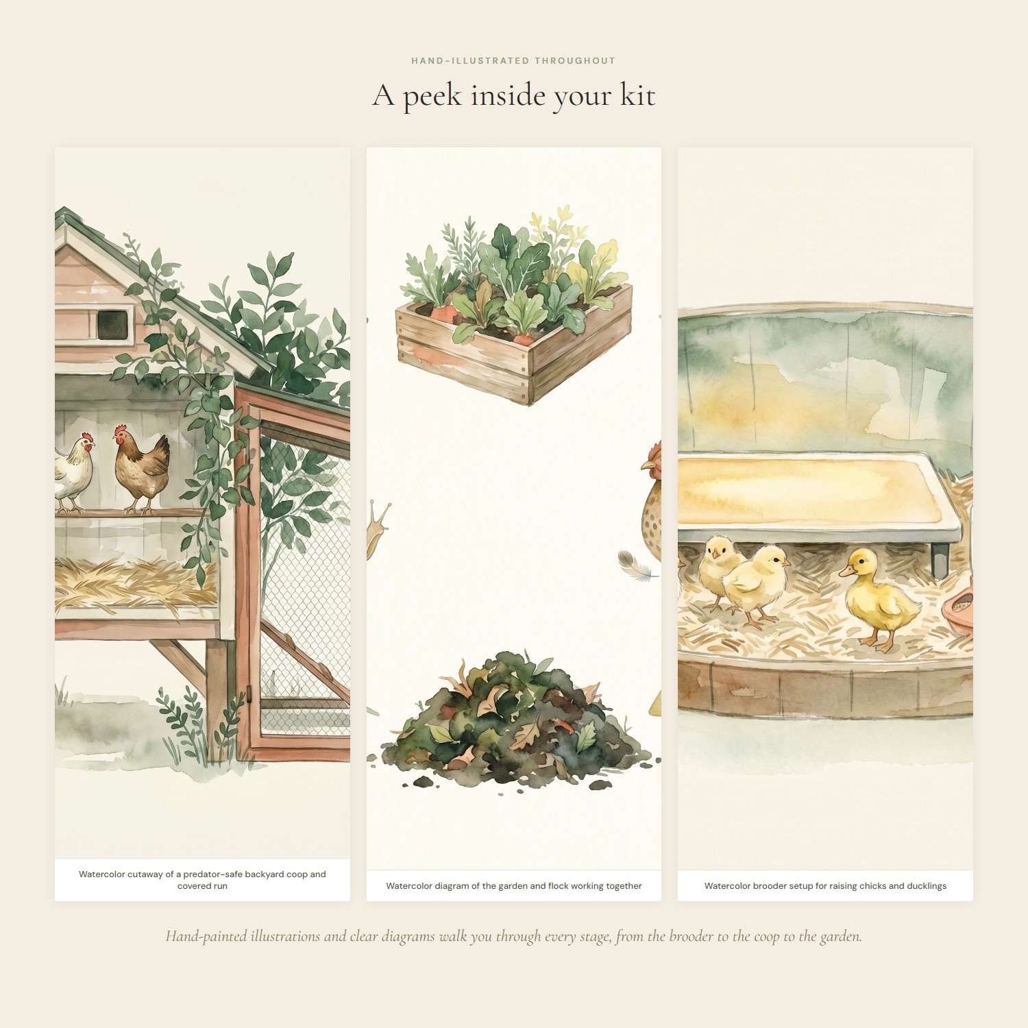 backyard-flock-starter-guide-3-interior.jpeg