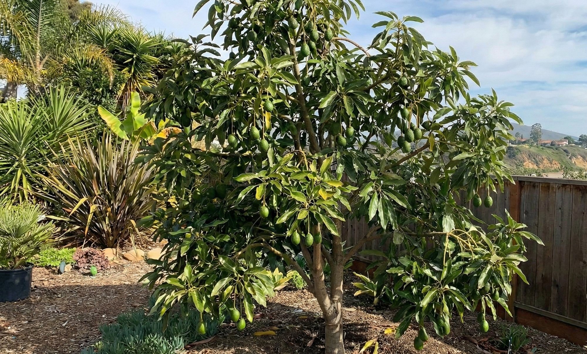 Can I Grow Avocados in Santa Cruz County?