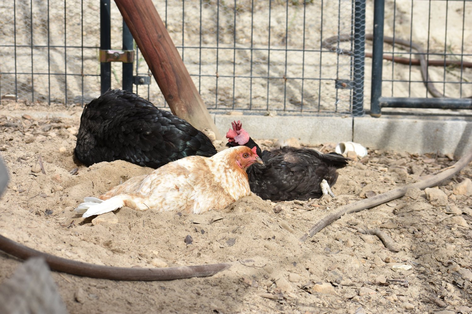How Do I Keep My Flock Cool in Inland California Heat?