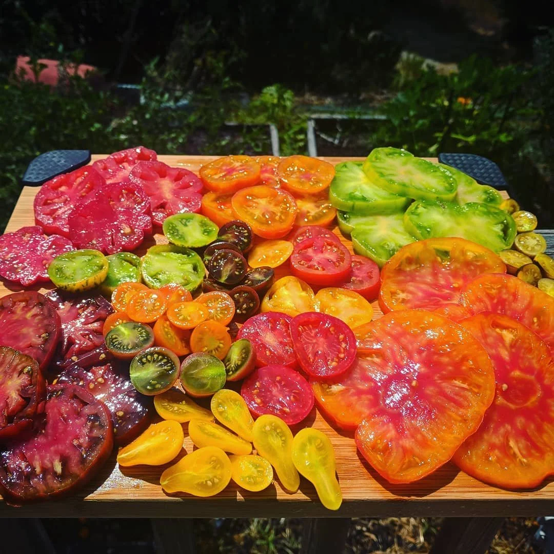 Sliced tomato harvest in Boulder Creek showing different tomato varieties - pineapple, yellow pear, green zebra