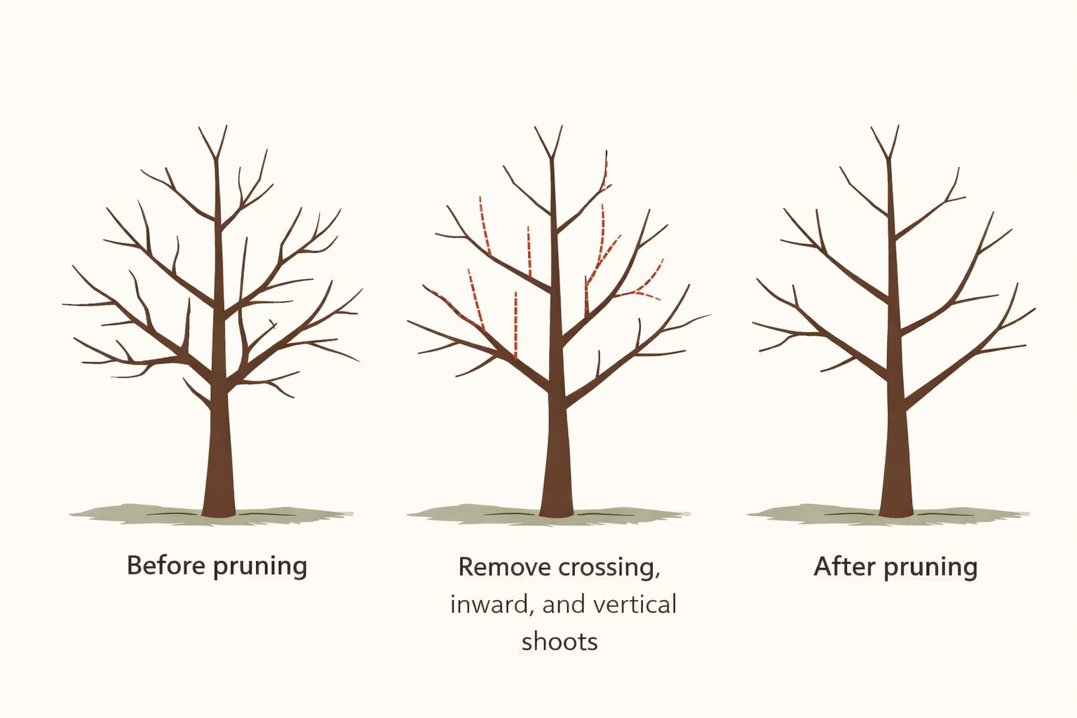 Diagram showing basic fruit tree pruning