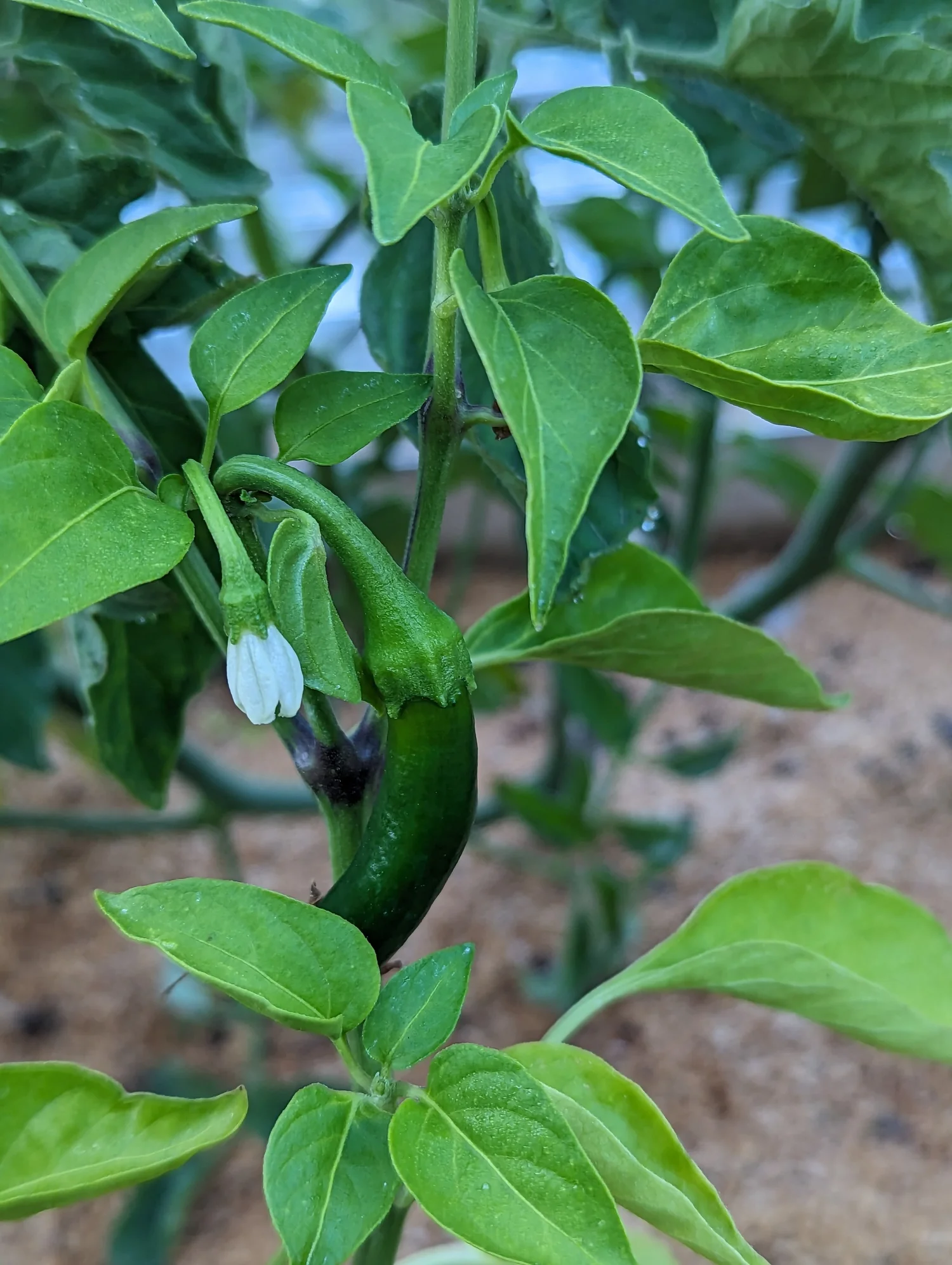 Growing Jalapenos in the Coastal Fog Belt