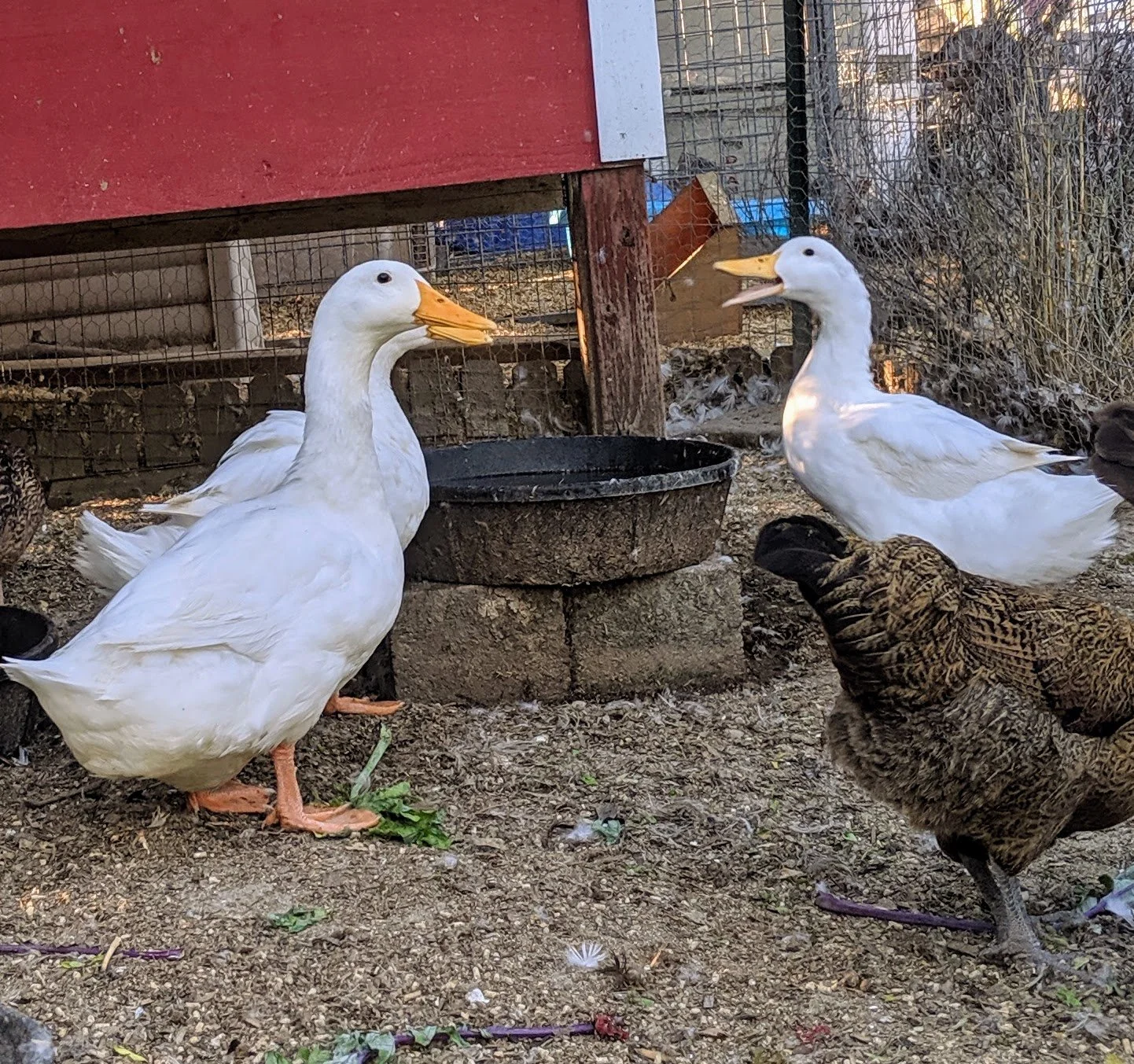 Why Do My Ducks Keep Splashing All the Water Out?
