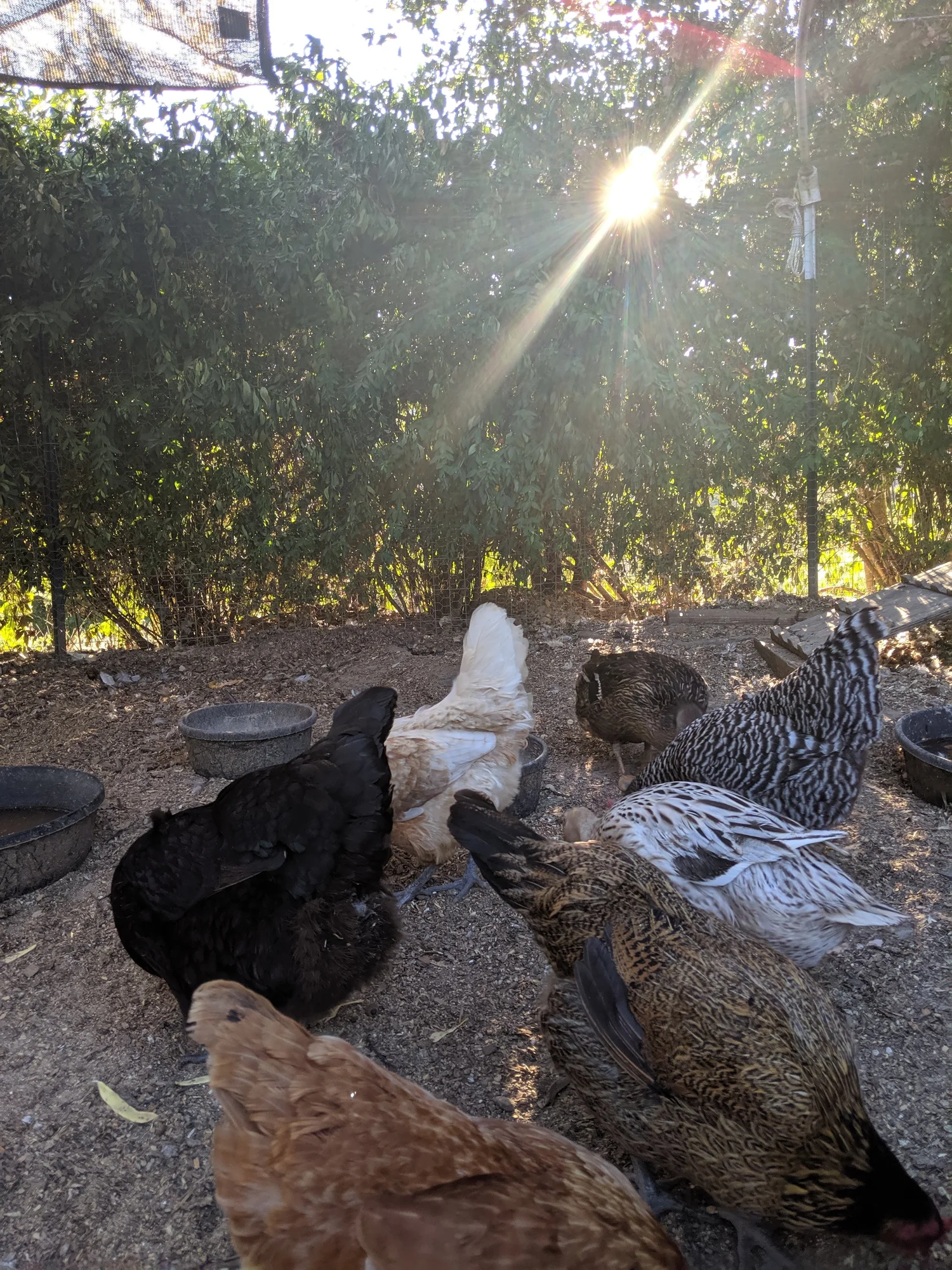 How Often Should I Clean My Chicken Run?