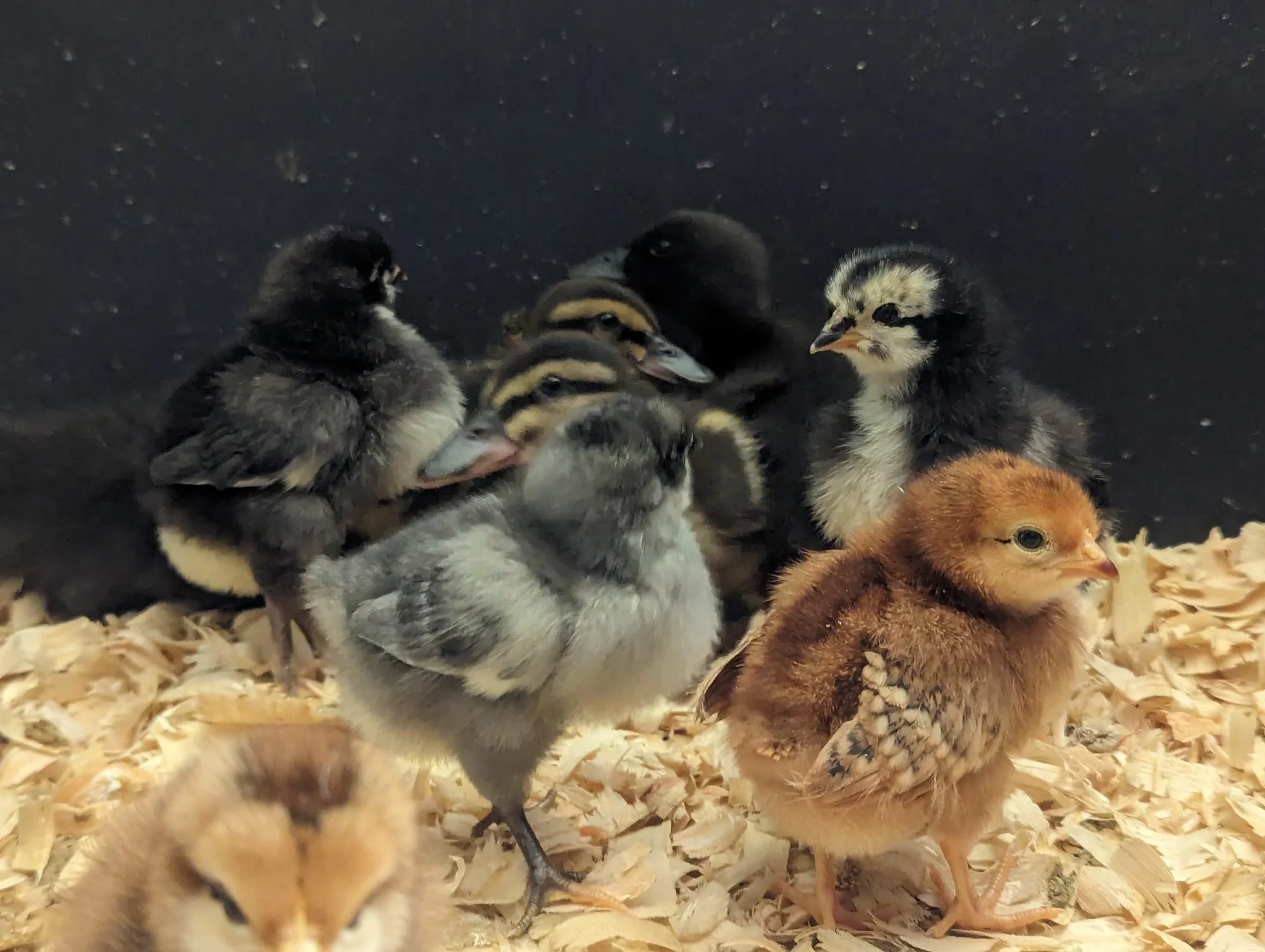 Raising Chicks and Ducklings in Santa Cruz County