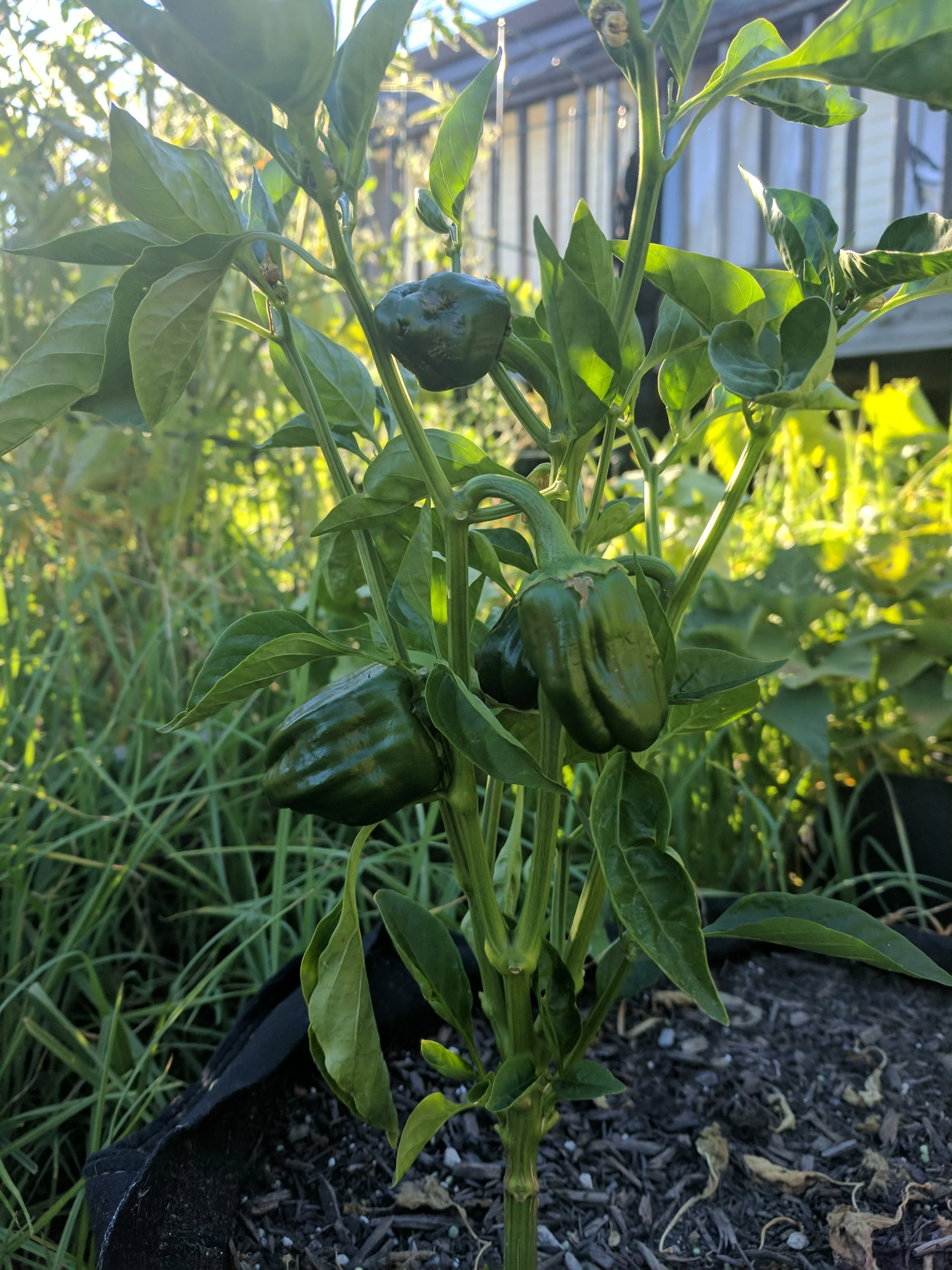 Why Your Peppers Won't Turn Red in Santa Cruz County