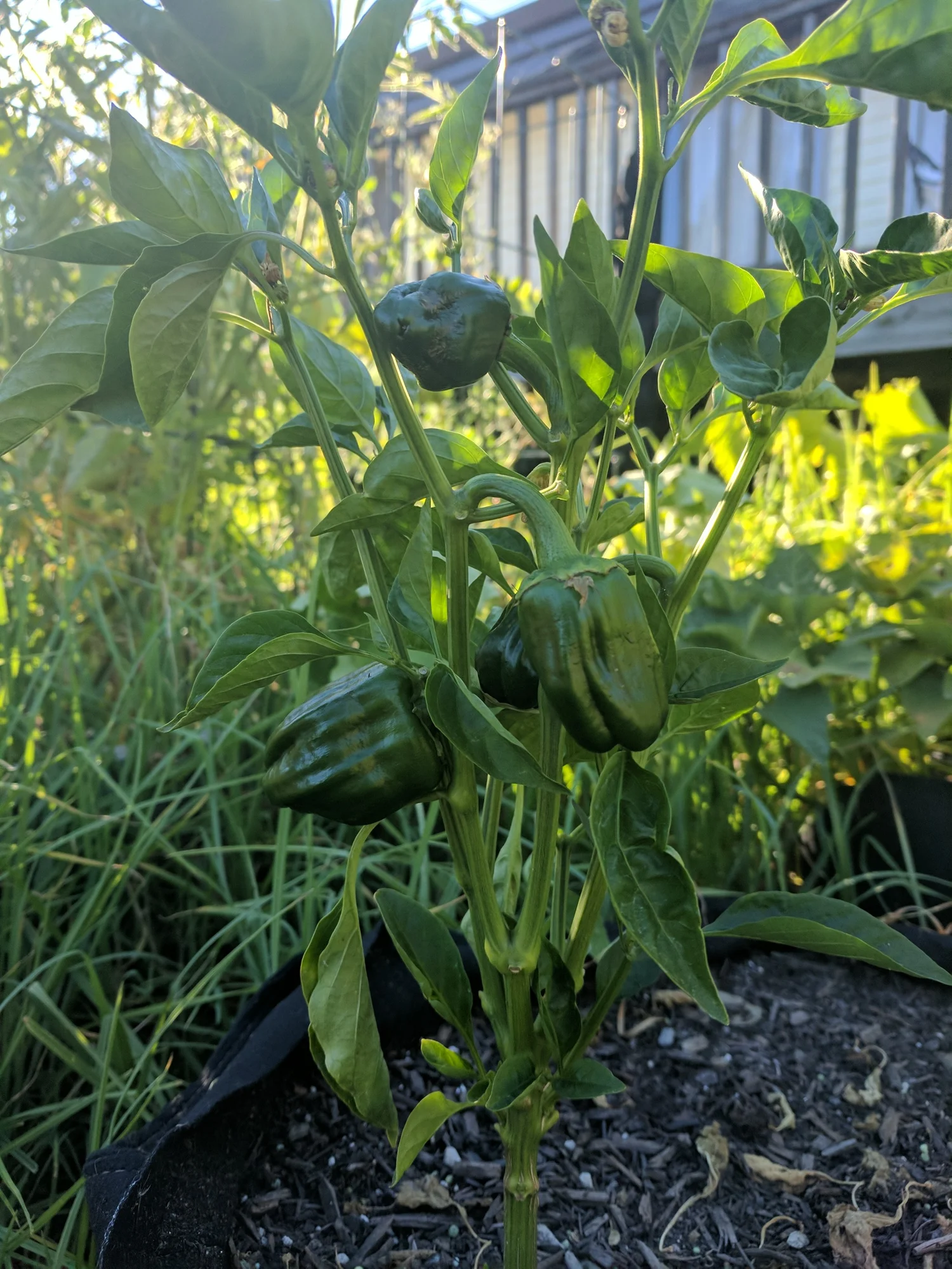 Why Your Peppers Won't Turn Red in Santa Cruz County