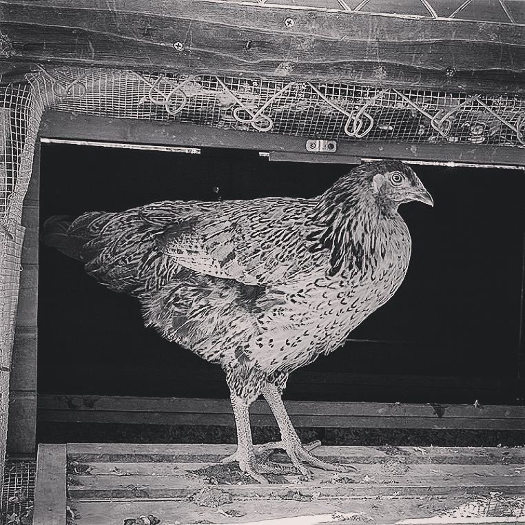 What Predator Is Getting Into My Coop at Night?