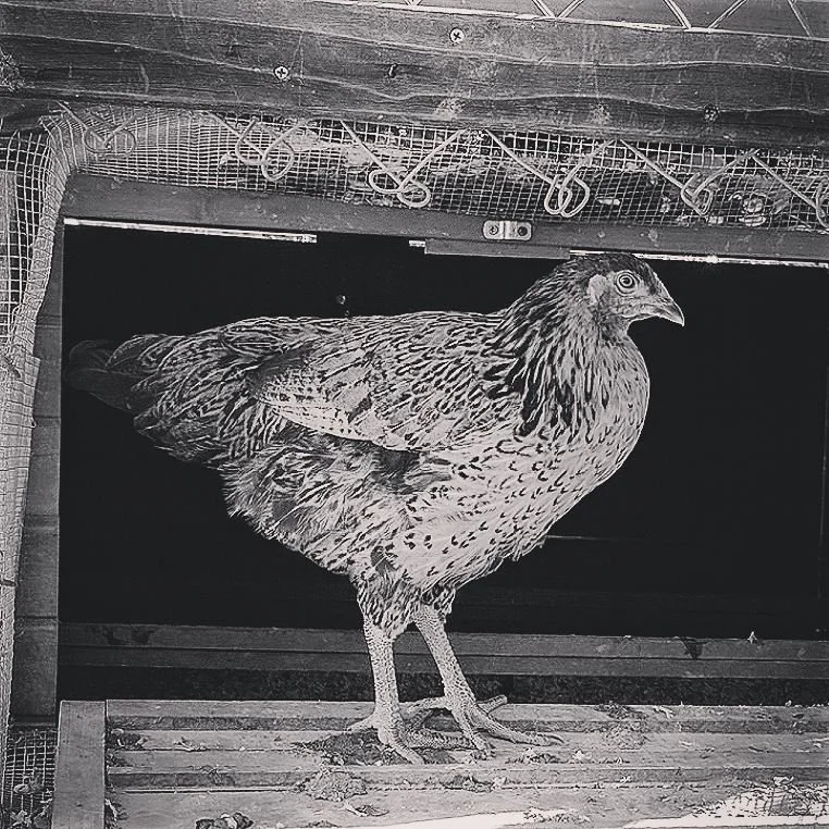 What Predator Is Getting Into My Coop at Night?