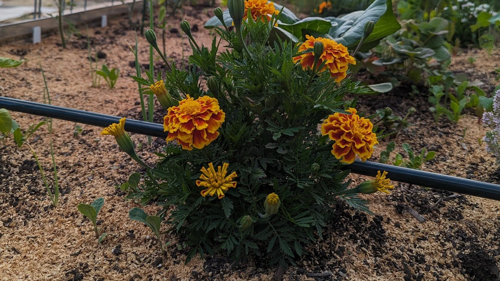 Timer vs. Moisture-Sensor Irrigation Compared
