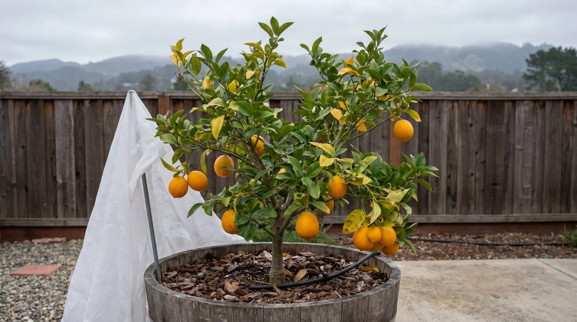 Growing Meyer Lemons in the Santa Cruz Coastal Fog Belt