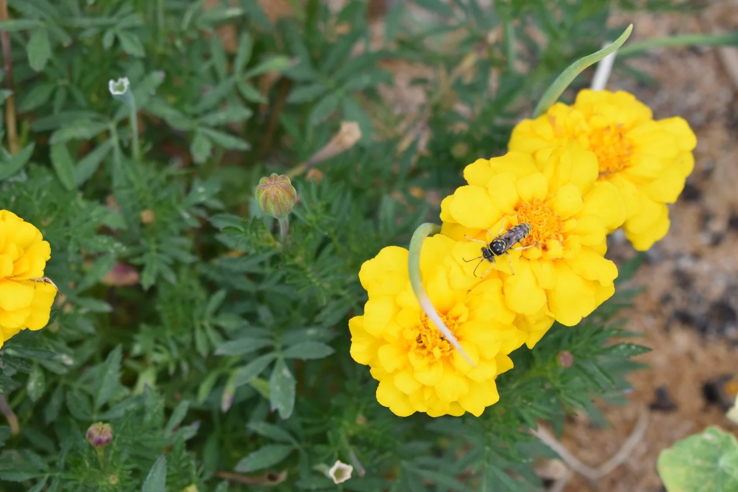 Do All Bees Sting? Why Your Garden Needs Them
