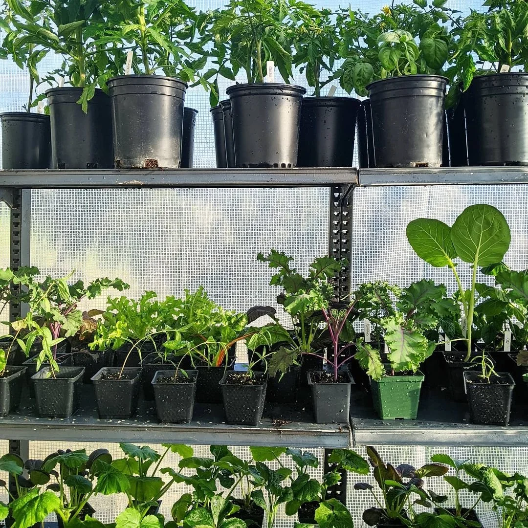 Seedlings growing in Boulder Creek greenhouse