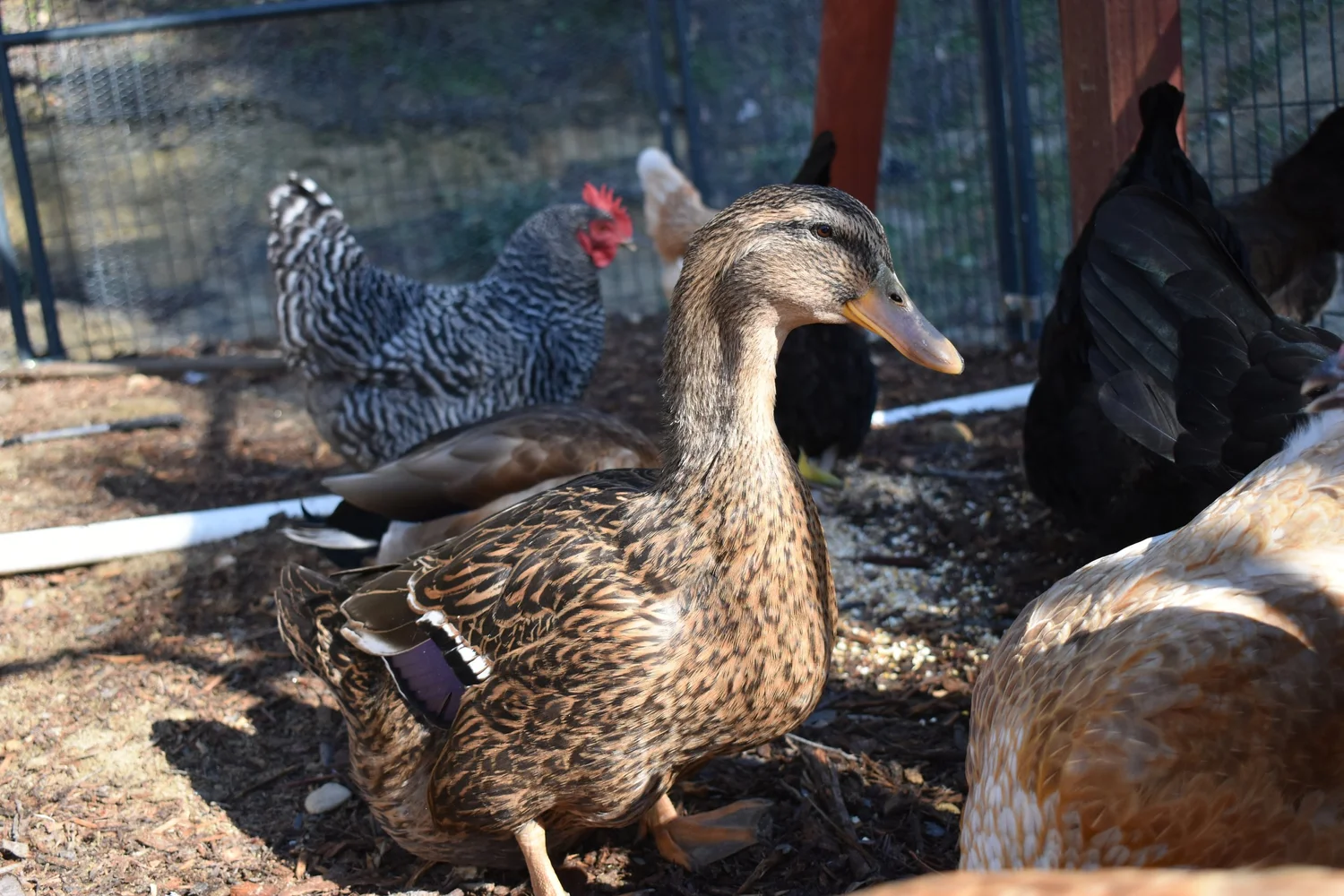 Why Is My Duck Not Laying Eggs in Winter?