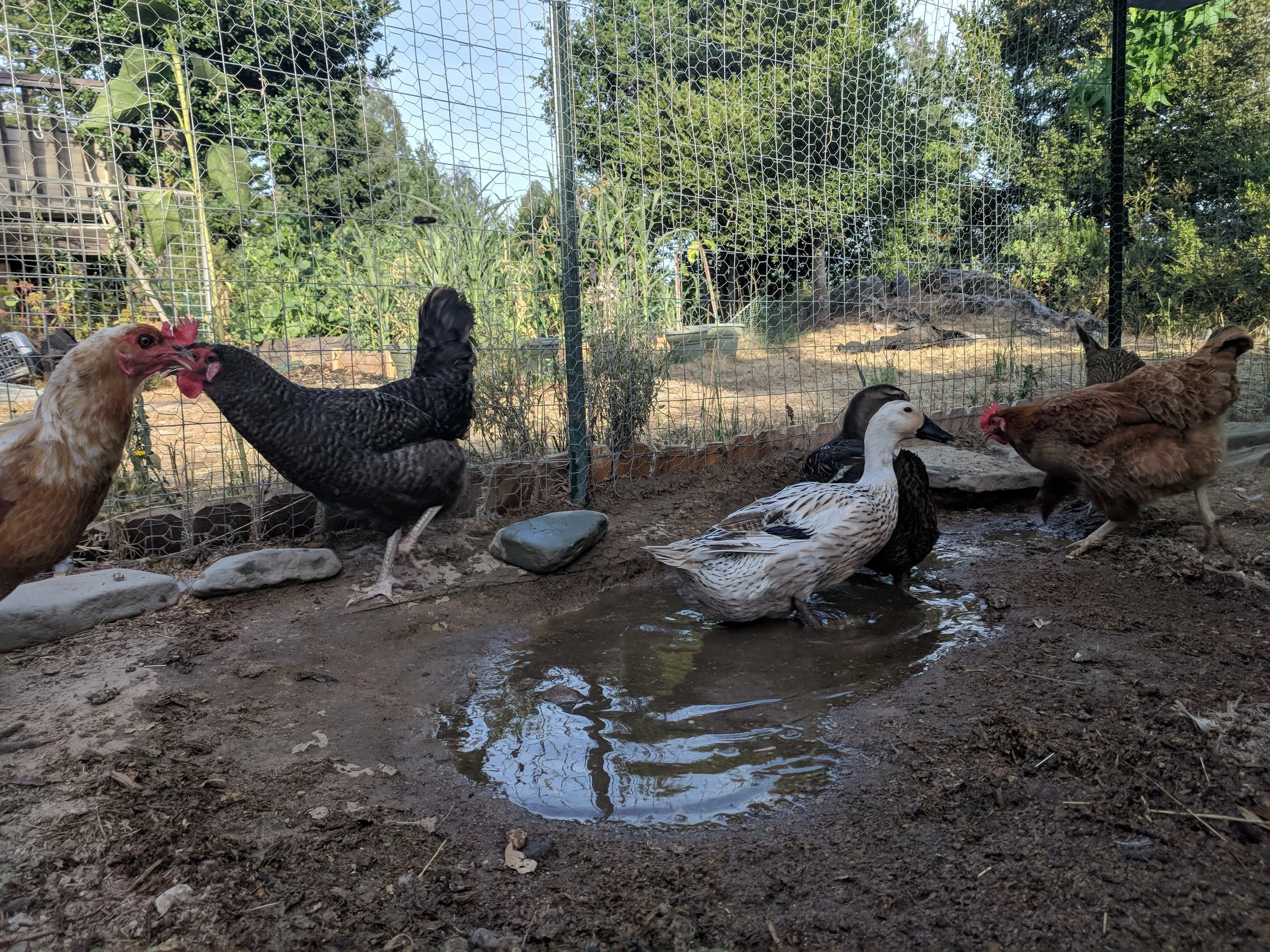 Keeping the Coop Dry: Mud, Mold, and Respiratory Health Through Santa Cruz Winters
