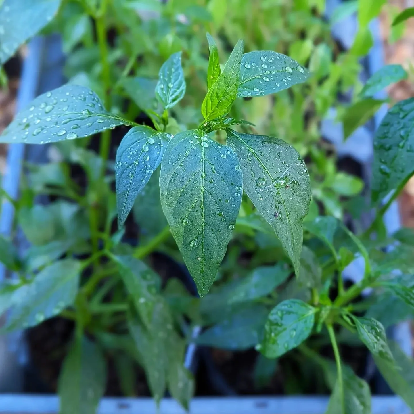 Pepper seedlings with water droplets on their leaves in a nursery tray