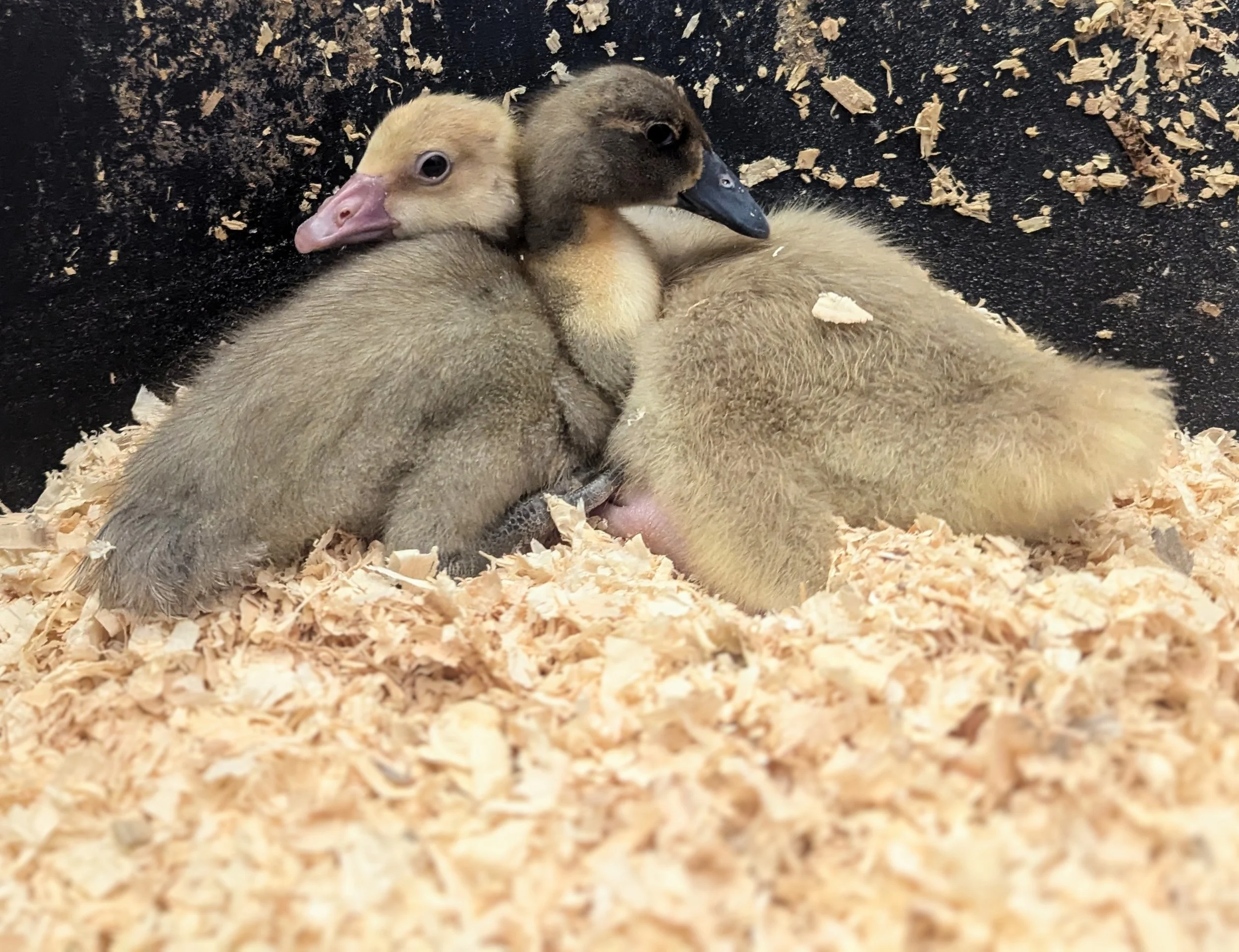 When Should I Start Chicks in Santa Cruz County?