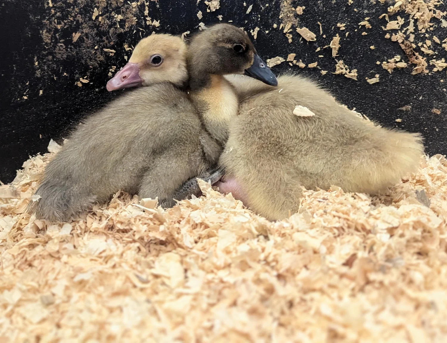 When Should I Start Chicks in Santa Cruz County?