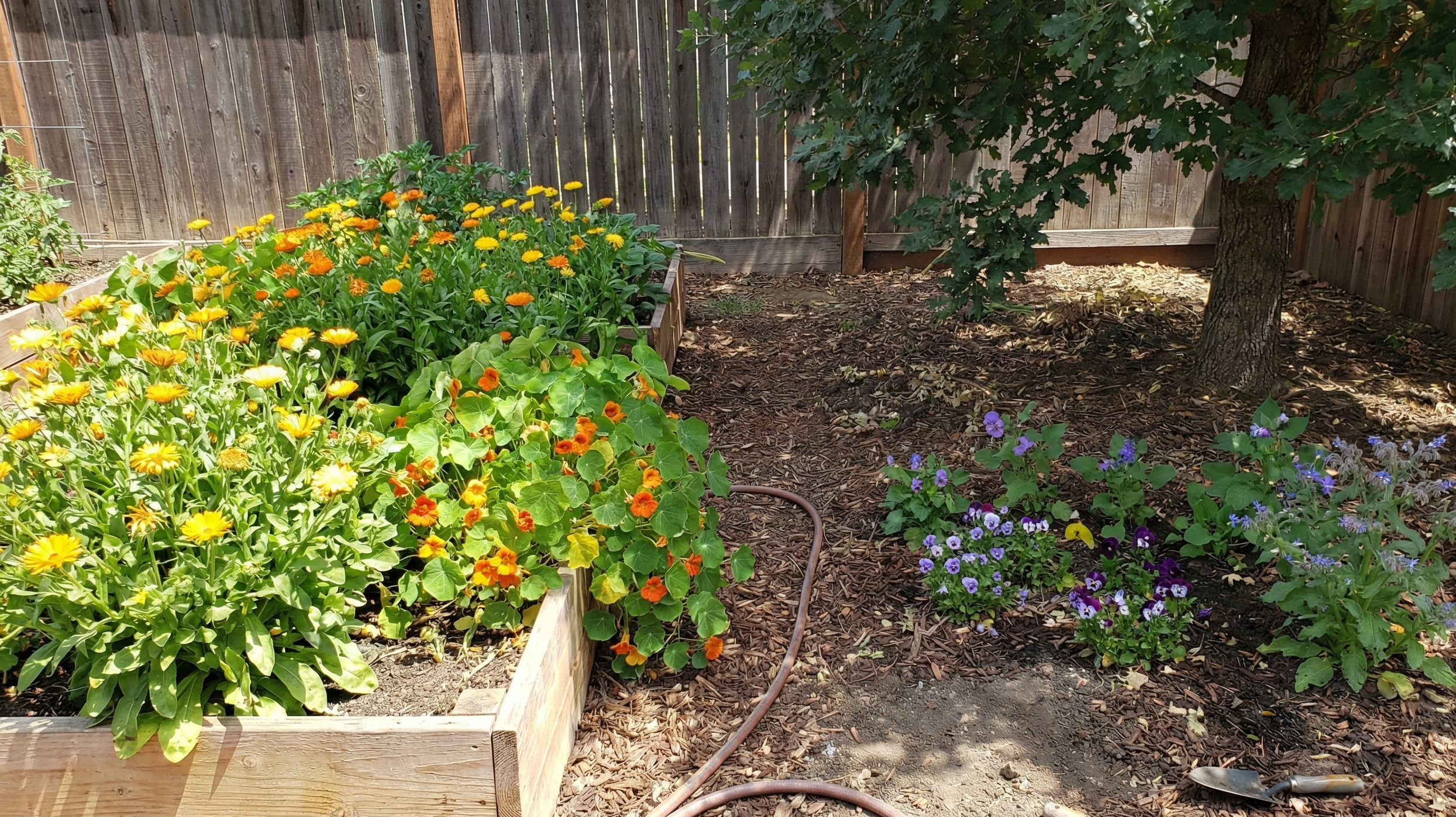 Edible flowers - calendula, borage, nasturtium