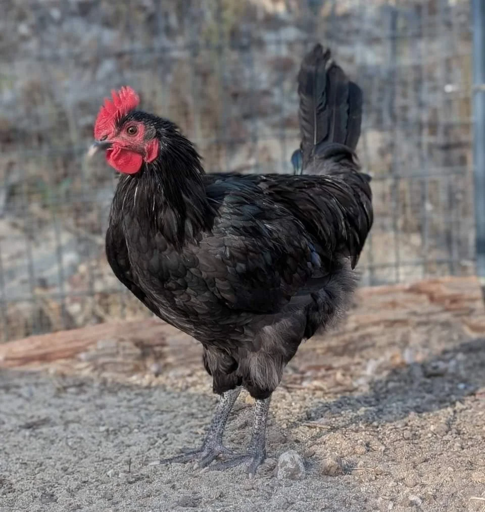 Adopting Rescue Birds: Quarantine, Deworming, Flock Introduction