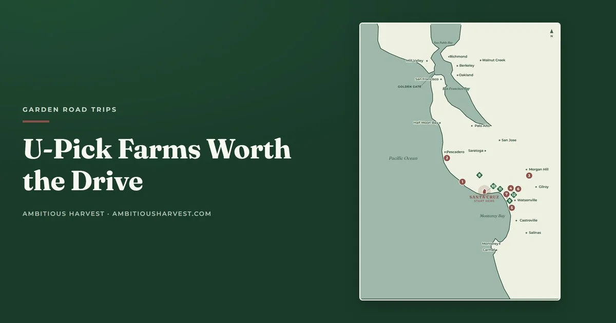 U-Pick Farms Worth the Drive from Santa Cruz: Berries, Apples, Flowers, and Herbs