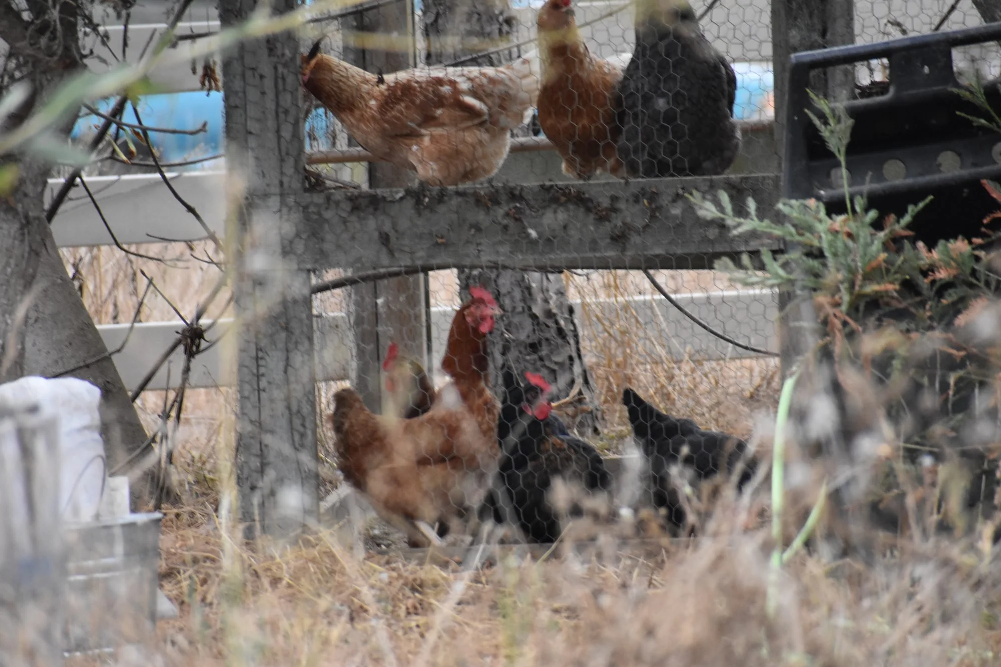 Designing a Predator-Proof Run for Your Garden Flock