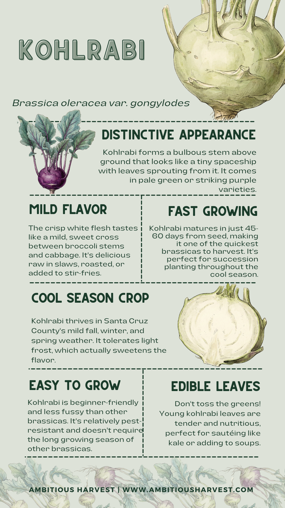 Ambitious Harvest Kohlrabi Infographic