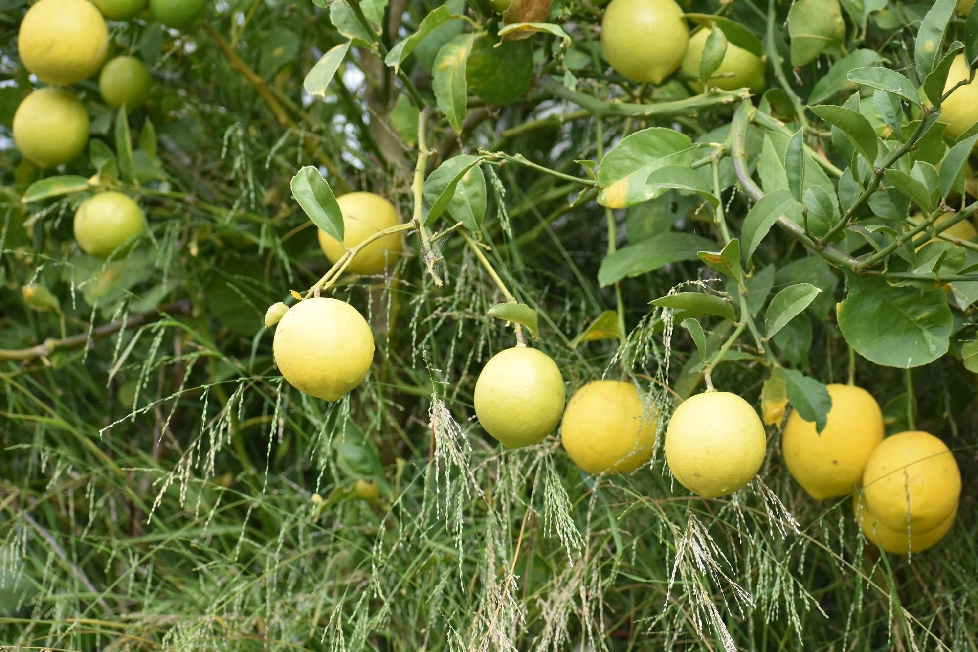 Growing Meyer Lemons in Santa Cruz County