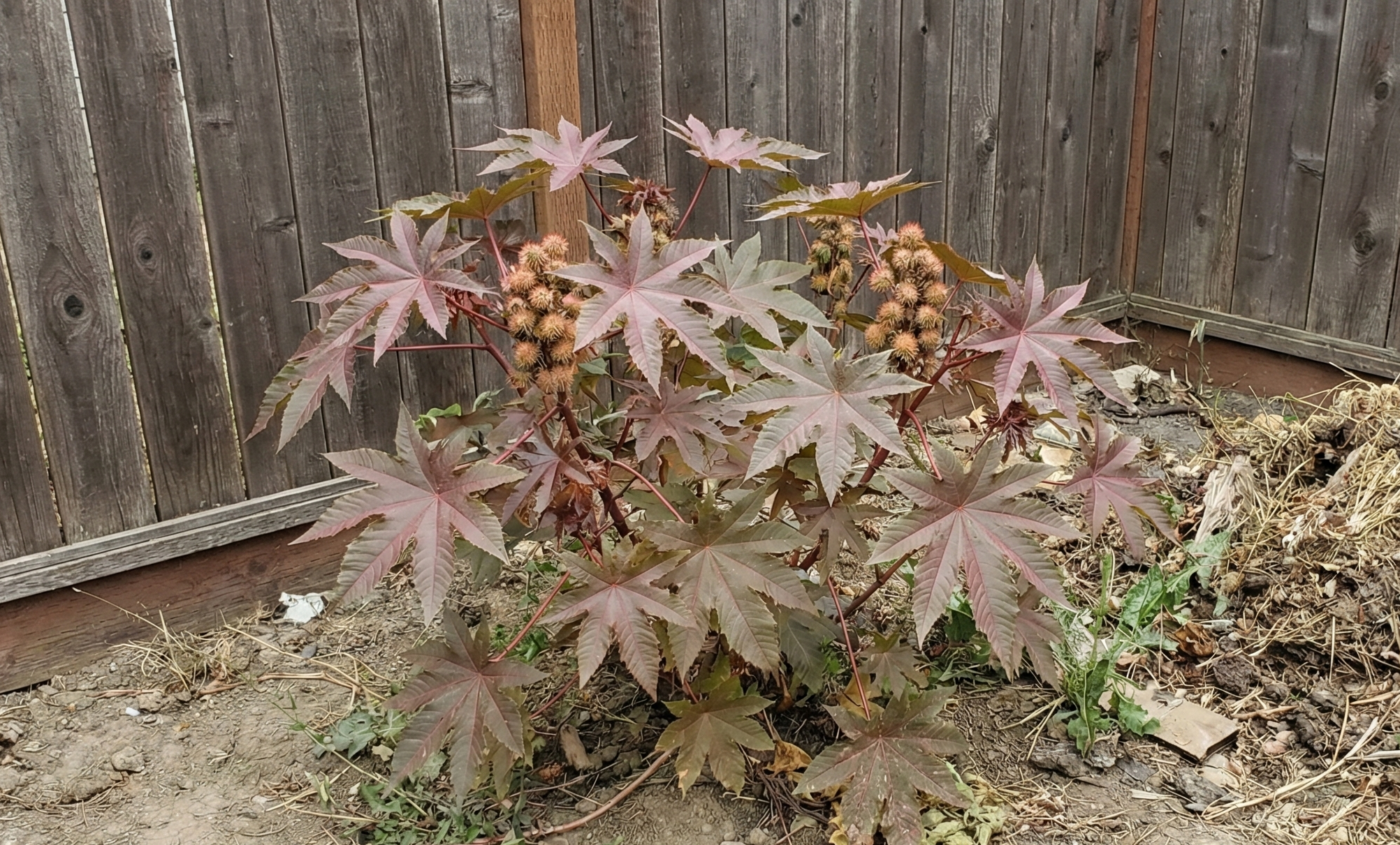 Castor Bean Plant in Watsonville backyard
