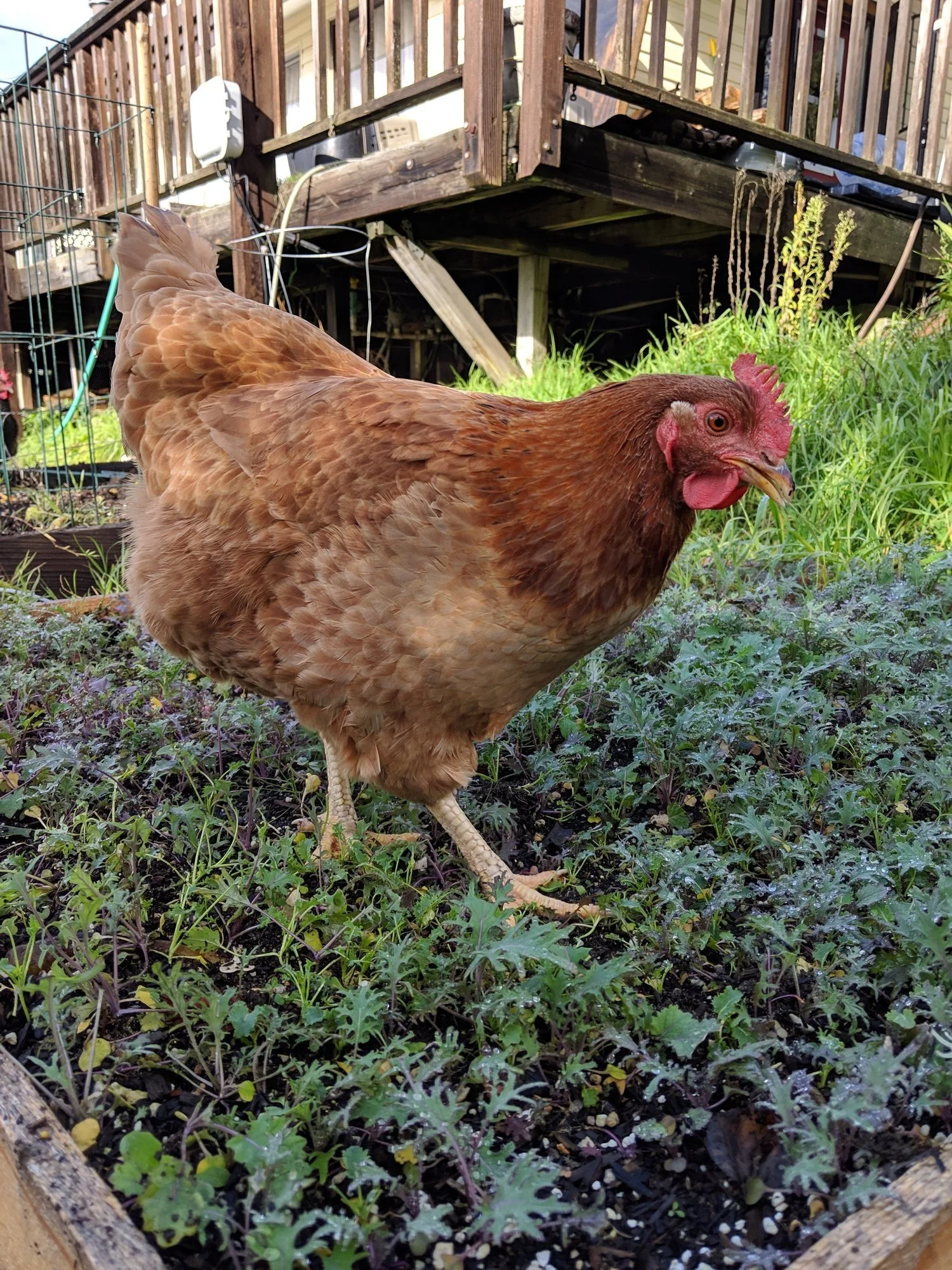 Growing Flock Treats: Best Garden Crops for Chickens, Ducks & Geese