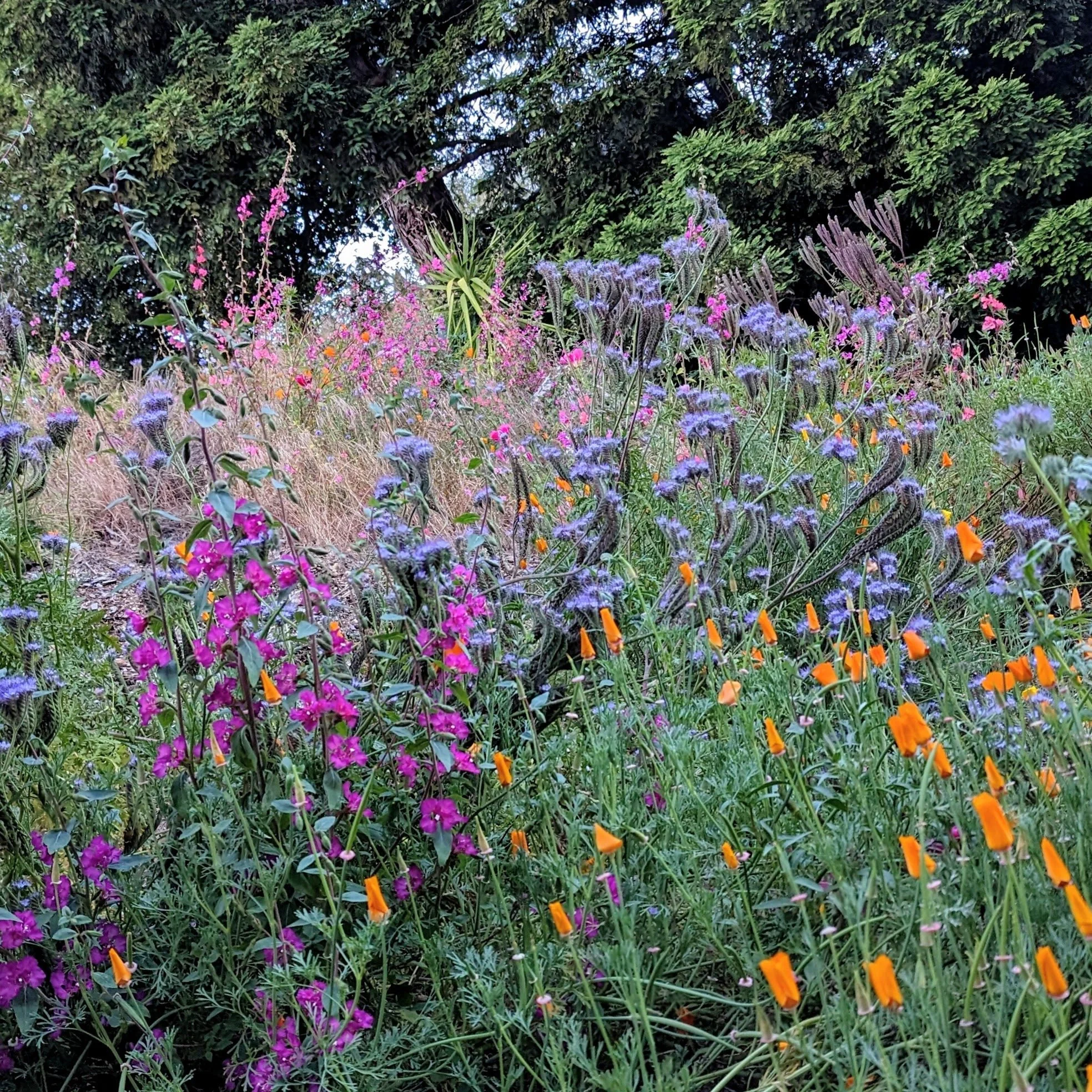 Sowing California Native Wildflower Seed With the First Fall Rains