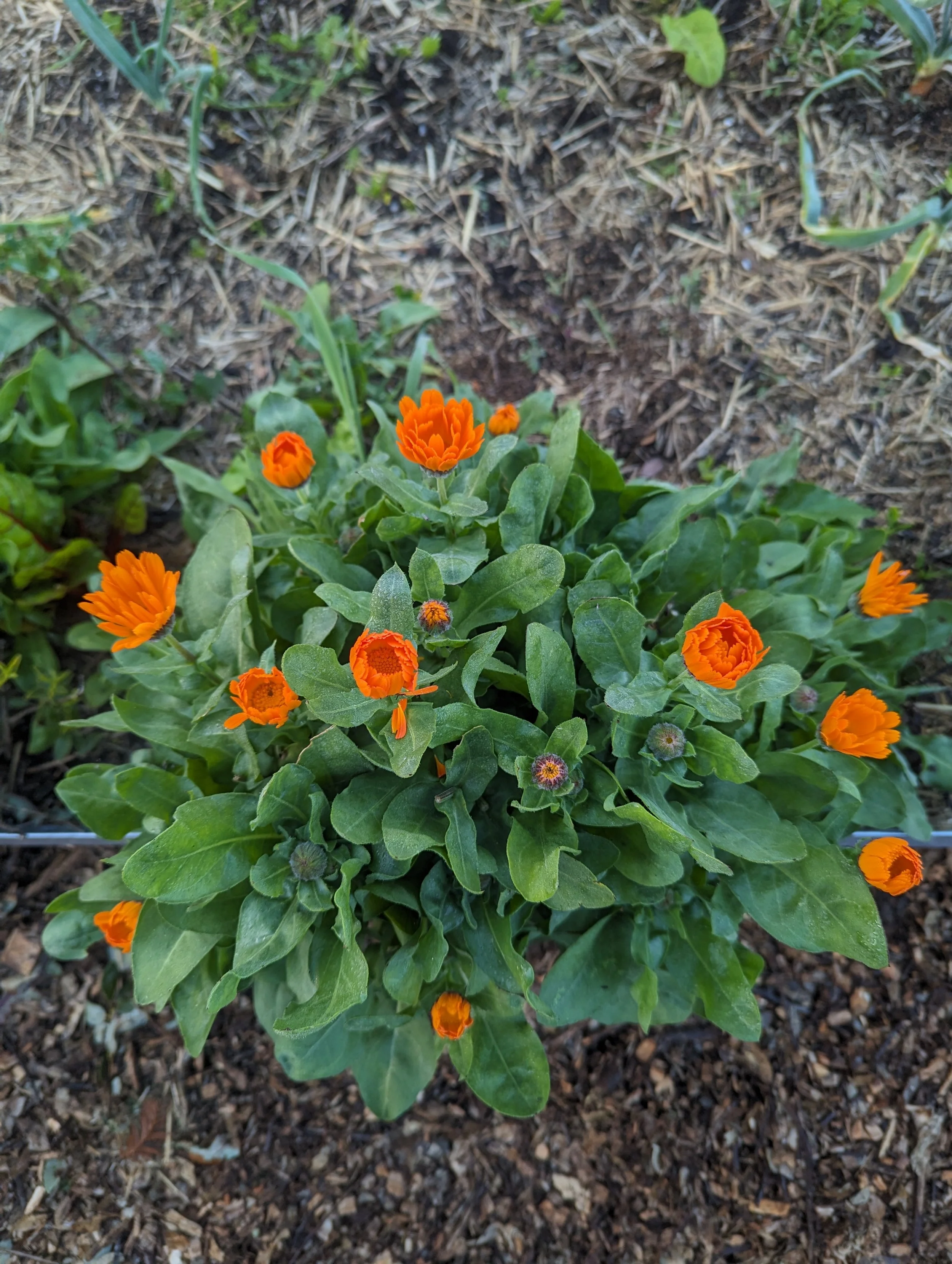 Calendula (20).jpg