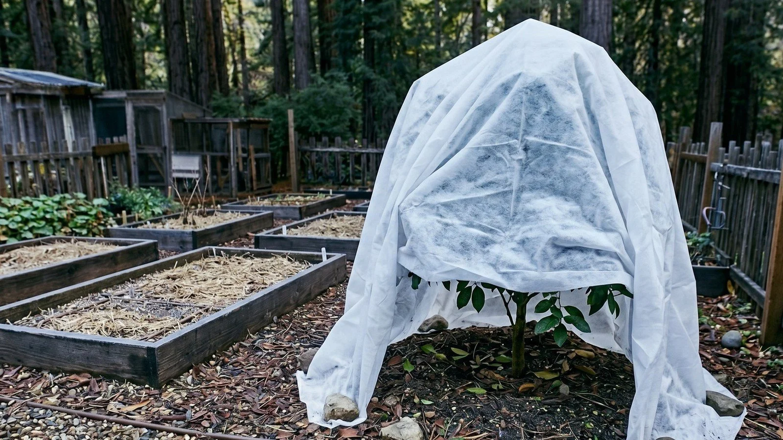 Meyer Lemon vs. Eureka Lemon: Which to Grow
