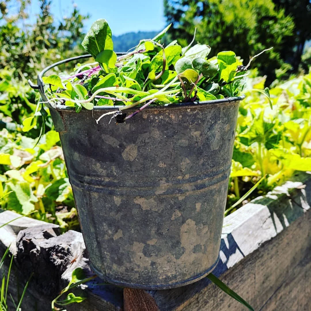 Best Microgreen Varieties to Grow at Home: Flavor, Nutrition, Ease