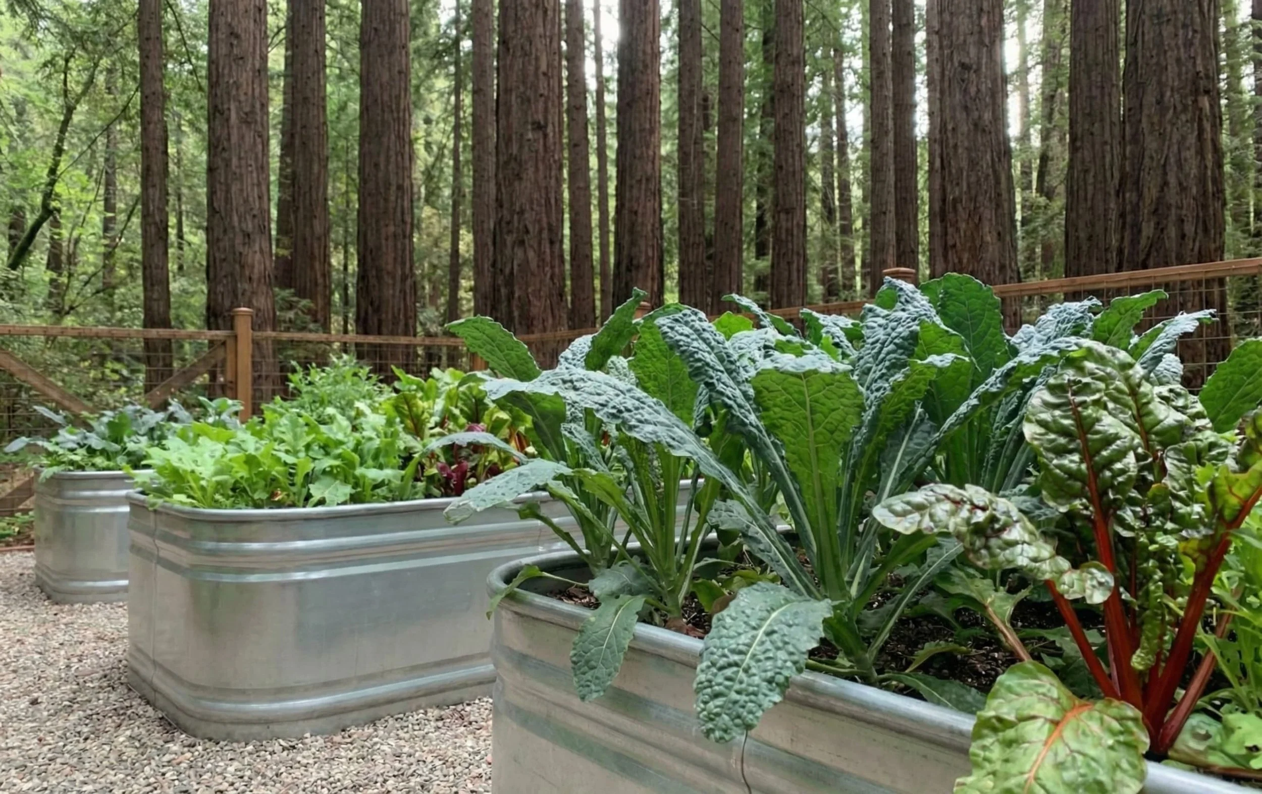 Transplants vs Seeds: When and Where to Buy in Santa Cruz County