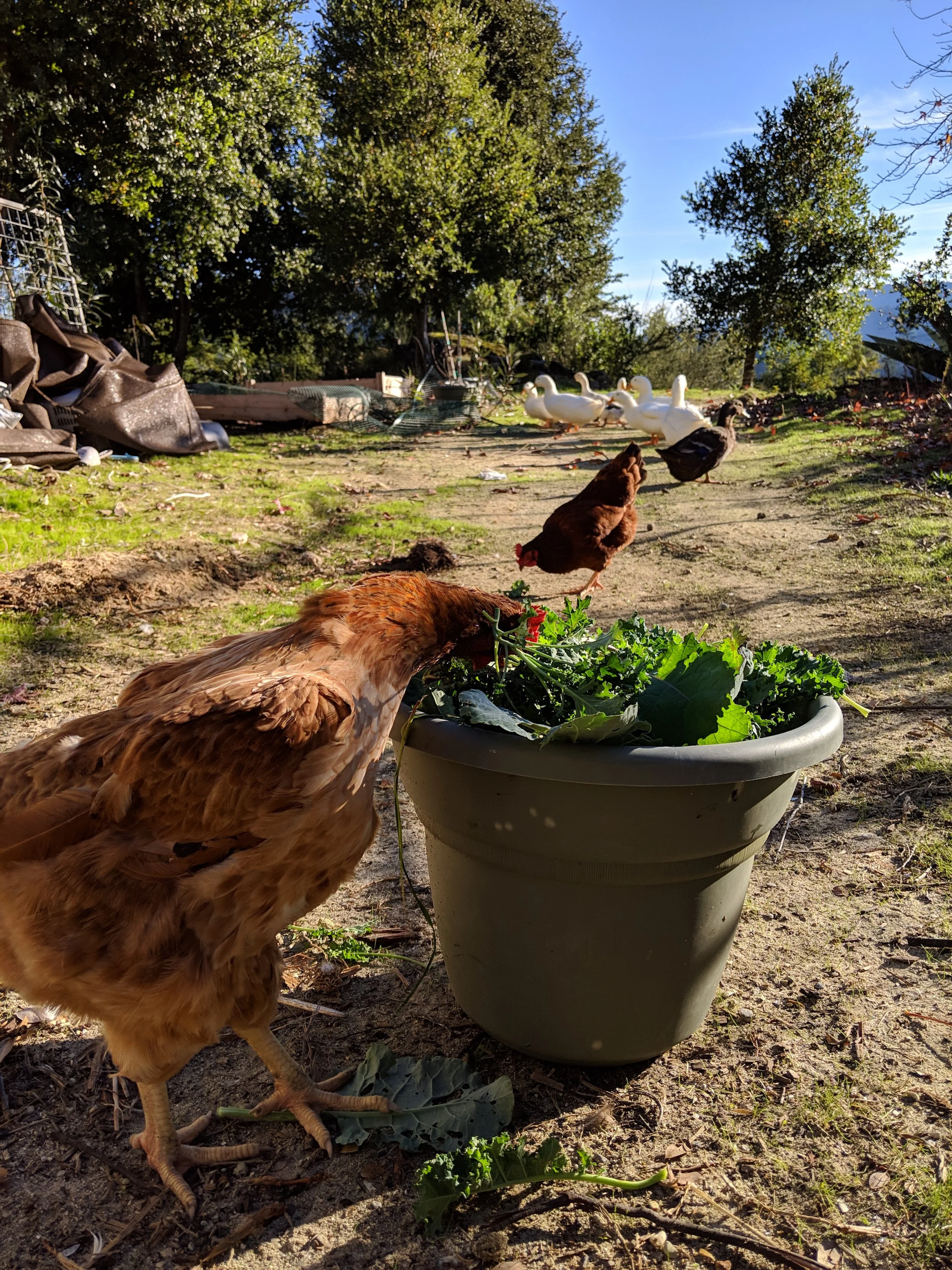 How Many Hens Do I Need for a Family of Four?